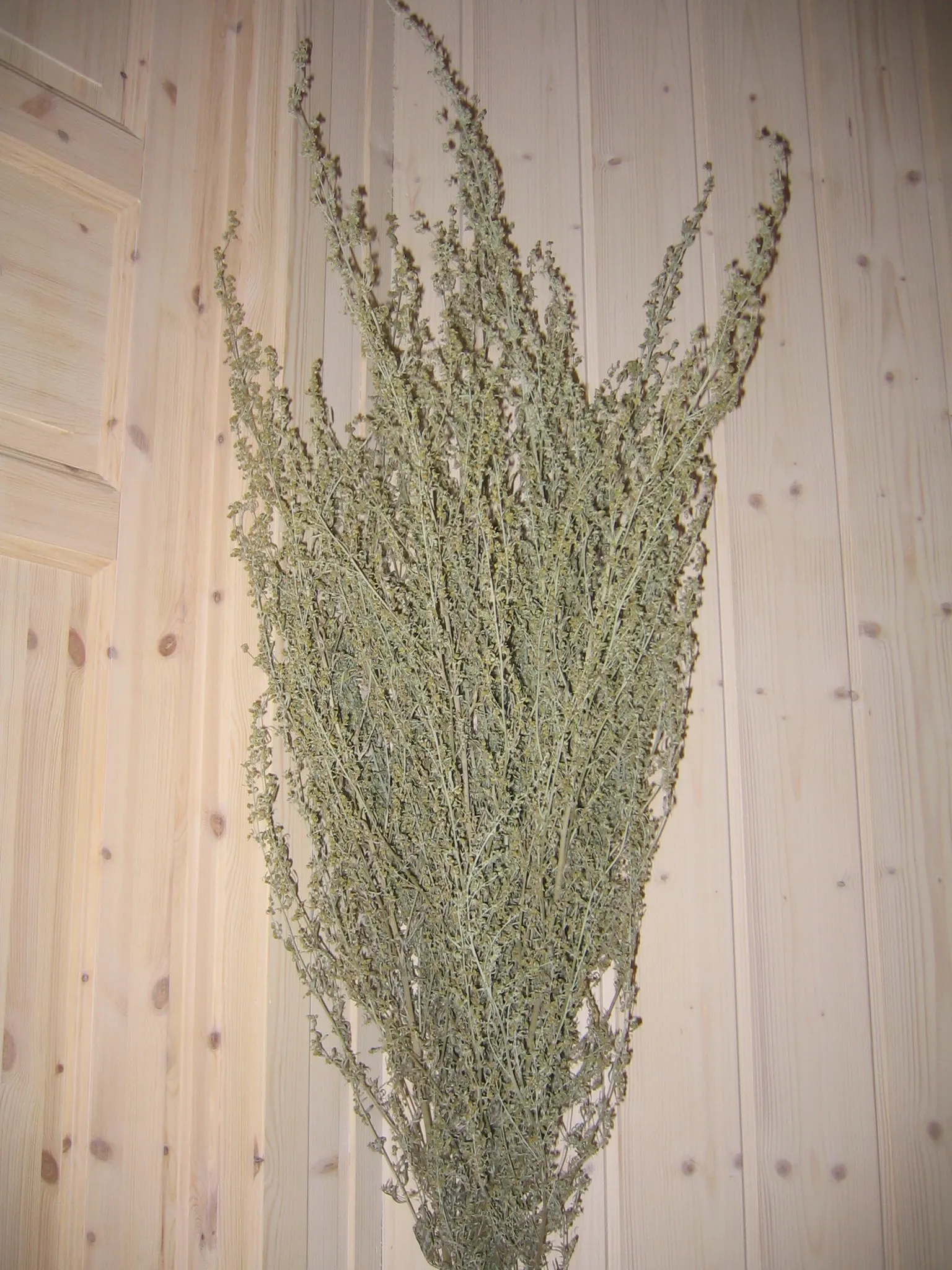 Common Wormwood, Absinth (Artemisia Absinthium) — is a perennial herb known for its distinctive silvery-gray foliage and inherent resilience; requiring minimal