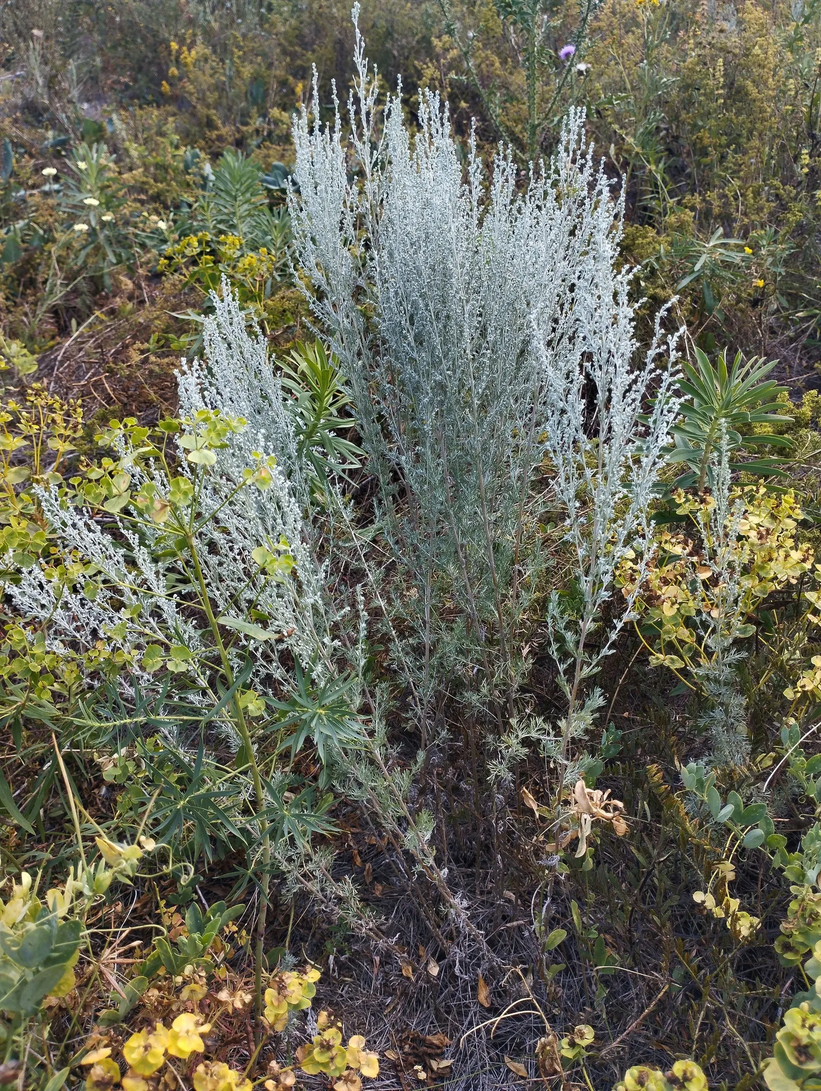 Common Wormwood, Absinth (Artemisia Absinthium) — perennial plant with silvery-green
