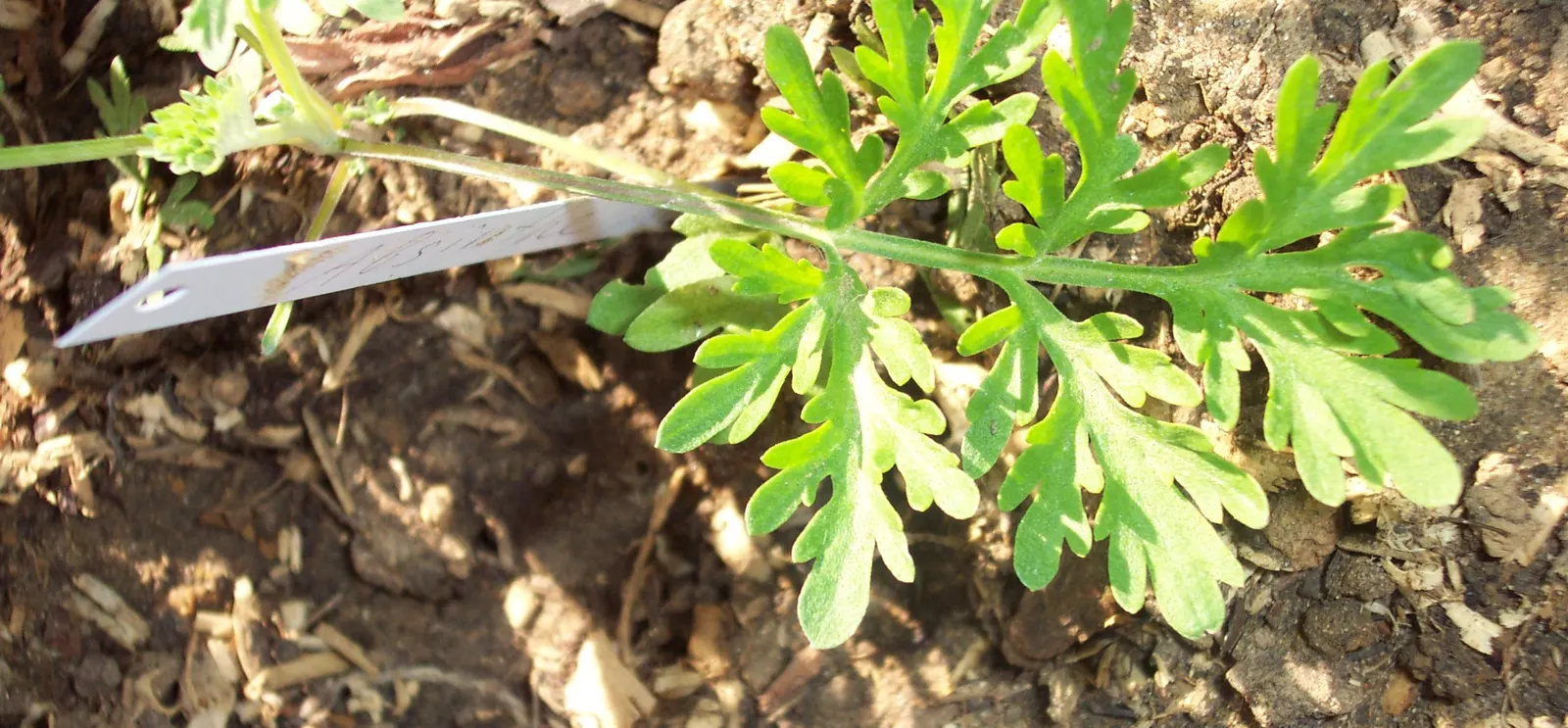 Common Wormwood, Absinth (Artemisia Absinthium) — Occasional pruning can be employed to maintain its compact shape and encourage vigorous growth; perennial
