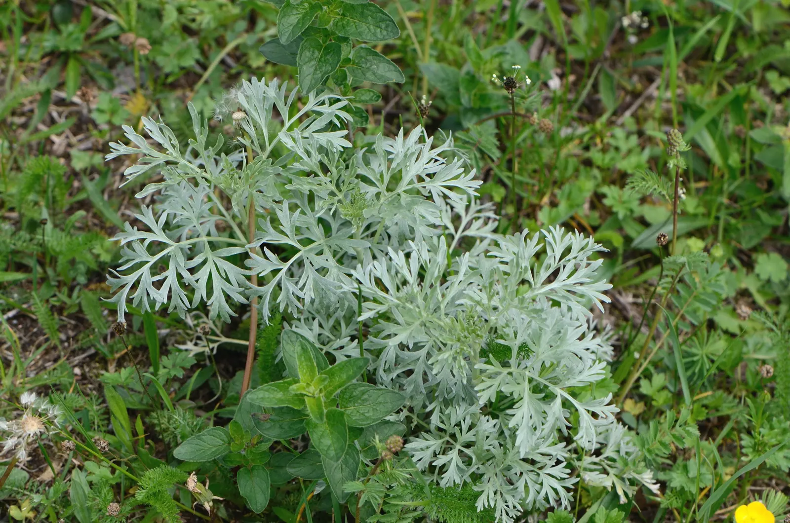 Common Wormwood, Absinth (Artemisia Absinthium) — invigorating the landscape with gentle movement.<br><br>Wormwood thrives in USDA hardiness zones 4 to 9