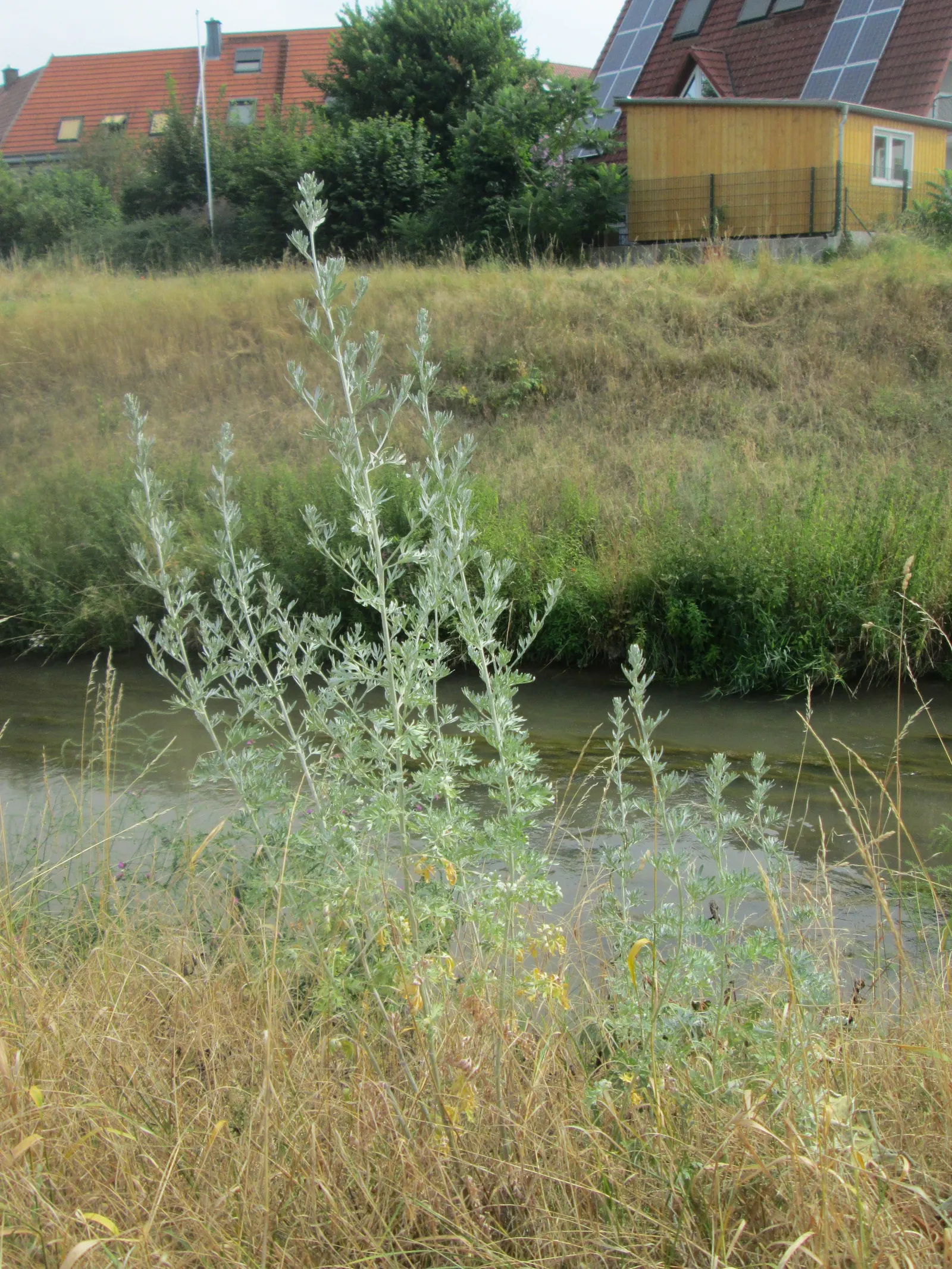 Common Wormwood, Absinth (Artemisia Absinthium) — widely recognized as Common Wormwood or Absinthe Wormwood