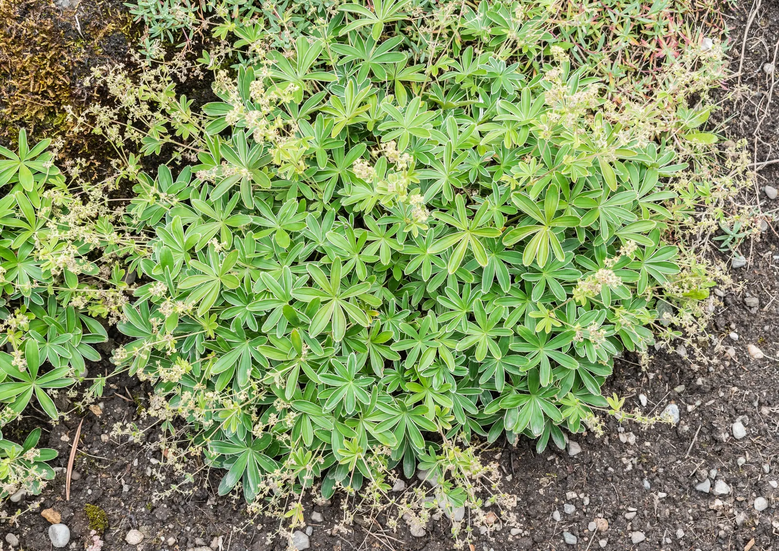 Alpine Lady'S-Mantle (Alchemilla Alpinia) — This plant has the added benefit of being deer and rabbit resistant