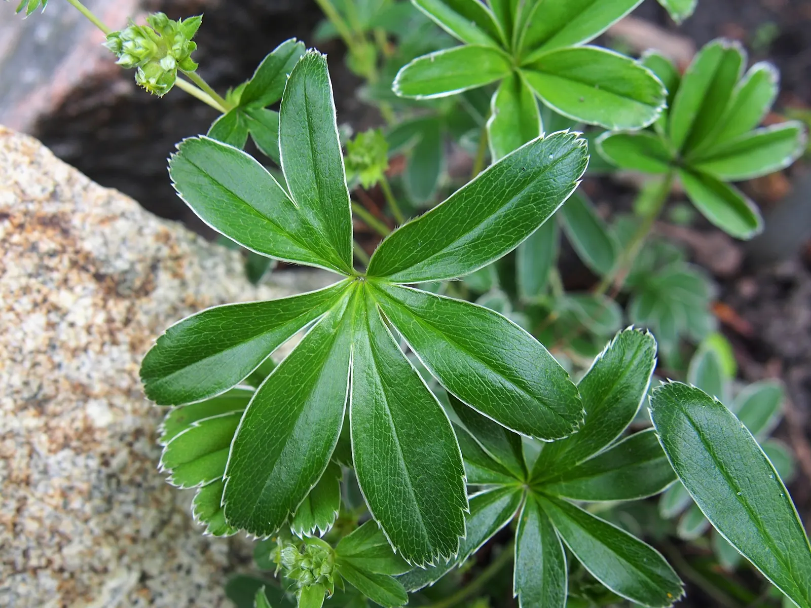 Alpine Lady'S-Mantle (Alchemilla Alpinia) — Hardy in Zones 3-8, it's a low-maintenance choice that attracts pollinators while resisting deer and rabbits; it