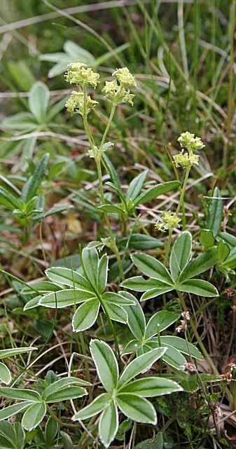 Alpine Lady'S-Mantle (Alchemilla Alpinia) — This plant has the added benefit of being deer and rabbit resistant; making them a delightful sight for morning