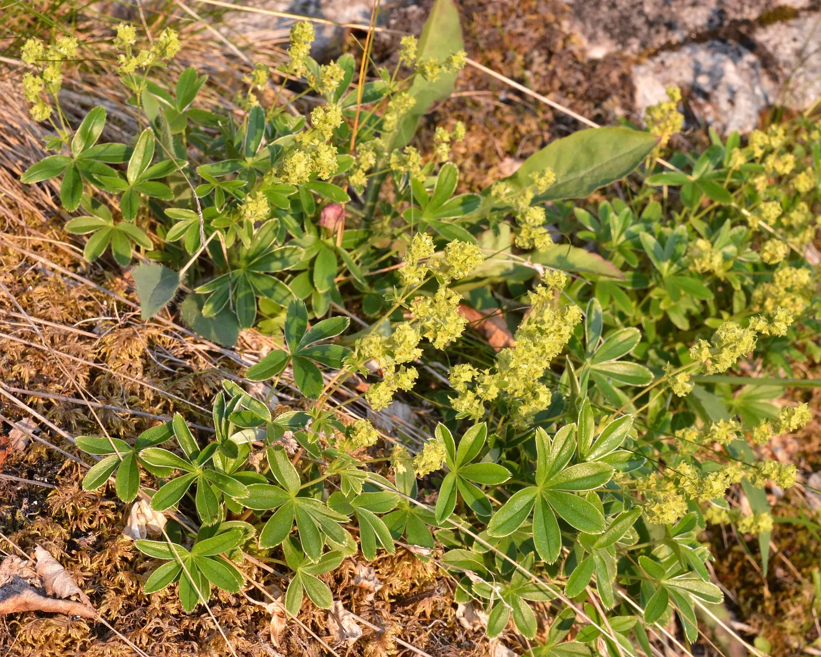 Alpine Lady'S-Mantle (Alchemilla Alpinia) — ground cover / perennial for half or shade; ensuring its beauty remains unspoiled by local wildlife