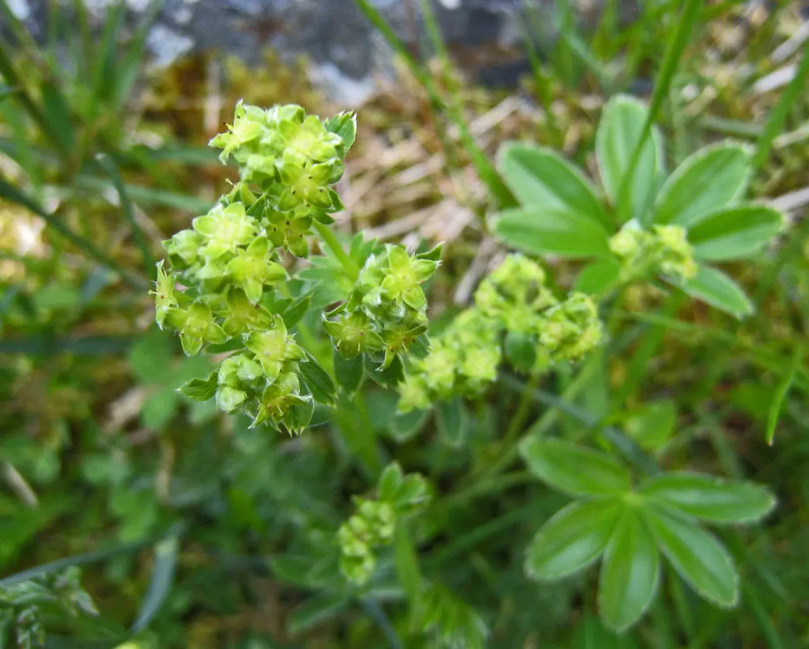 Alpine Lady'S-Mantle (Alchemilla Alpinia) — ground cover / perennial with green blooms