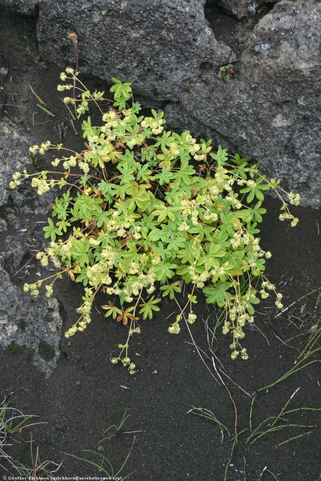 Alpine Lady'S-Mantle (Alchemilla Alpinia) — Alchemilla alpina catches dew and raindrops on its foliage