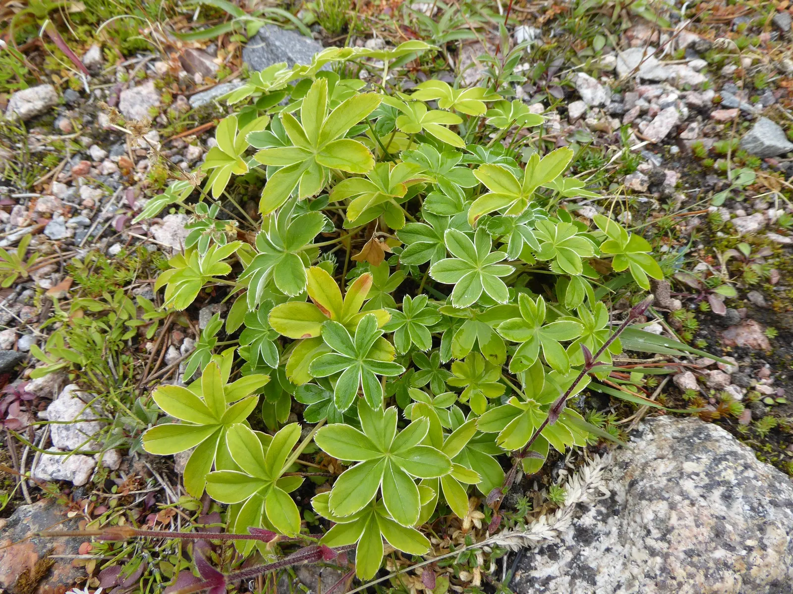 Alpine Lady'S-Mantle (Alchemilla Alpinia) — It grows best in full sun to partial shade, making it a versatile choice for various landscape designs