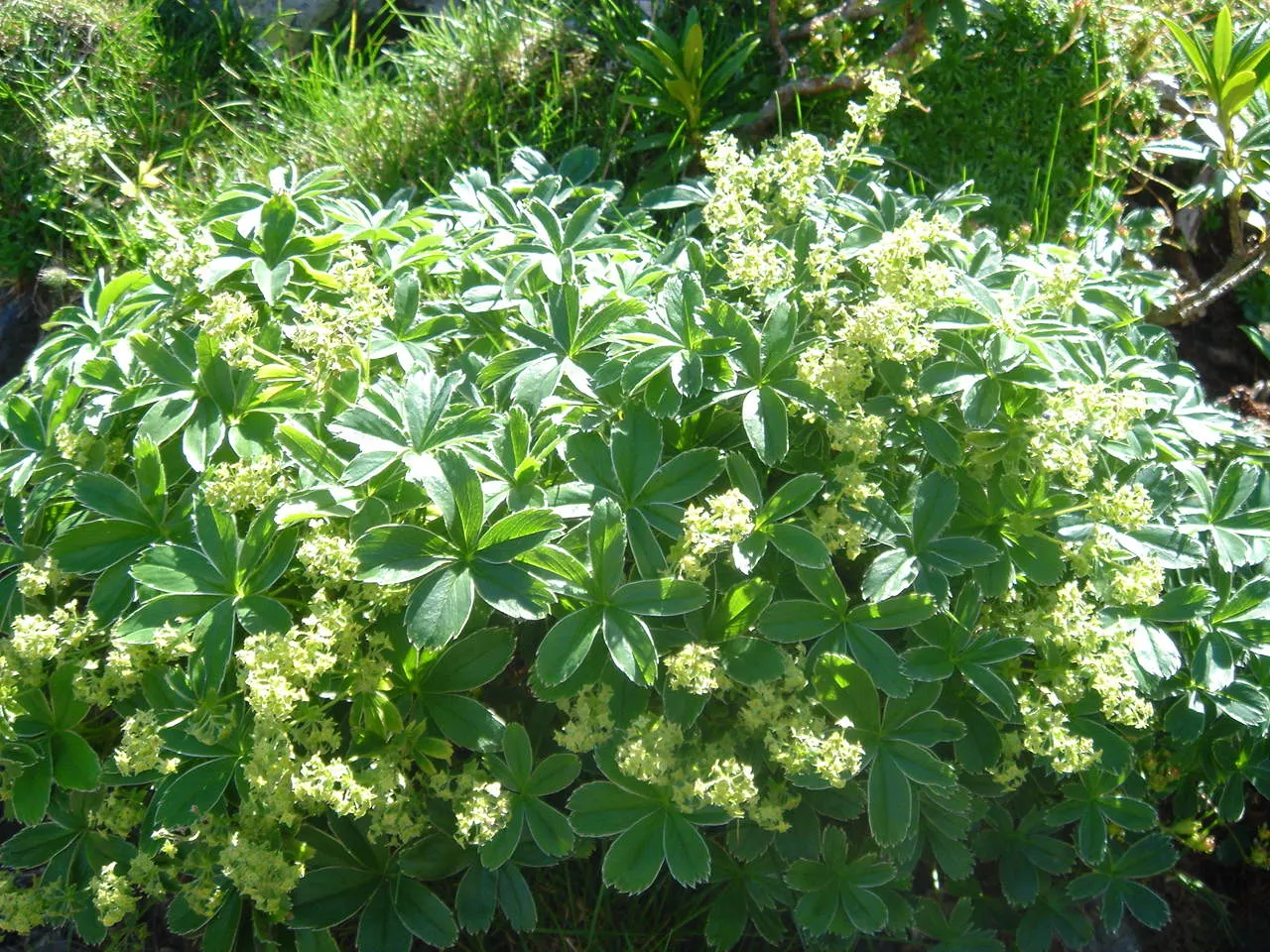 Alpine Lady'S-Mantle (Alchemilla Alpinia) — This plant typically reaches a modest height of 6 to 10 inches and spreads about 12 to 18 inches wide, image 30