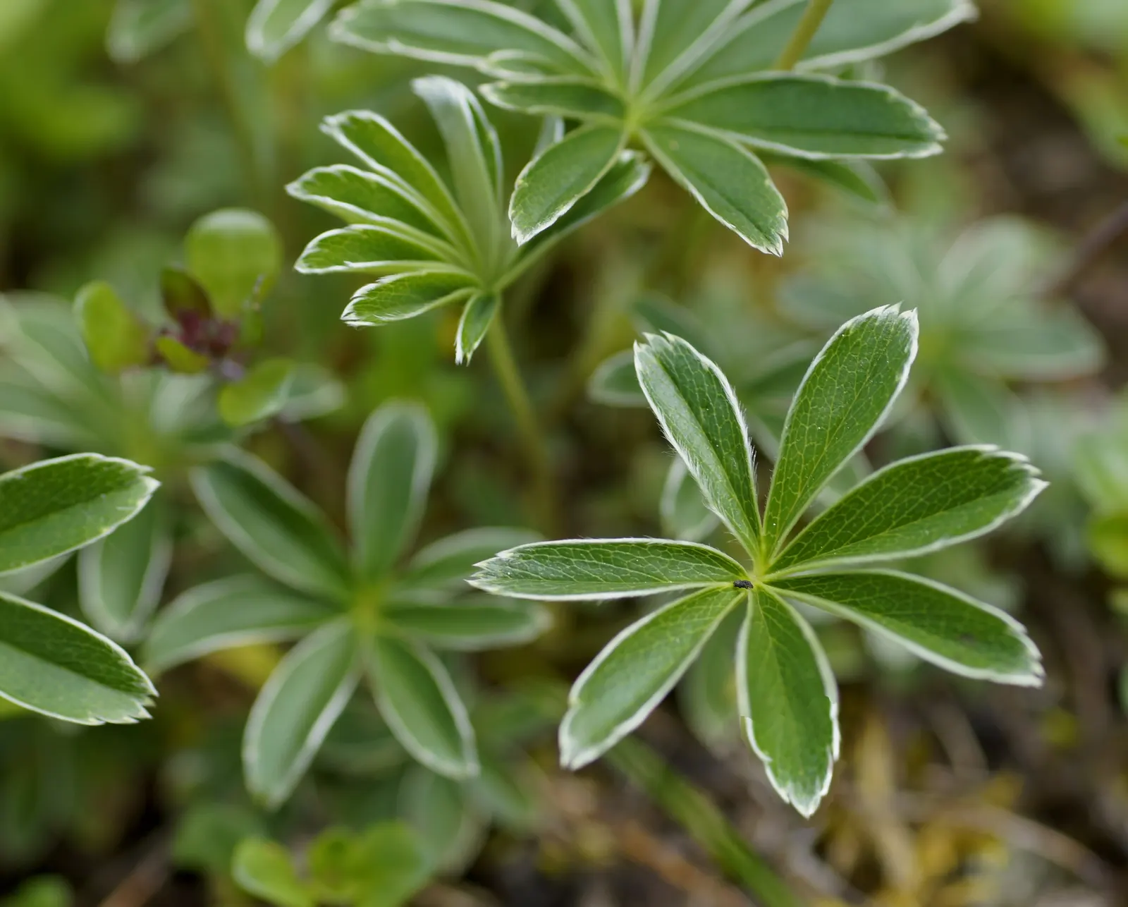 Alpine Lady'S-Mantle (Alchemilla Alpinia) — It features softly lobed, gray-green leaves with silvery undersides that create a striking ground cover