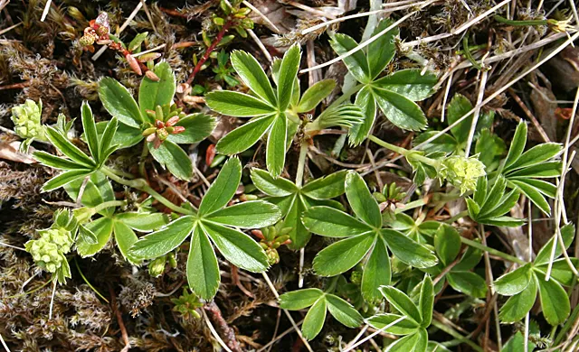 Alpine Lady'S-Mantle (Alchemilla Alpinia) — palmately-lobed leaves which are a soft green with a striking silver underside; although it is somewhat, image 53
