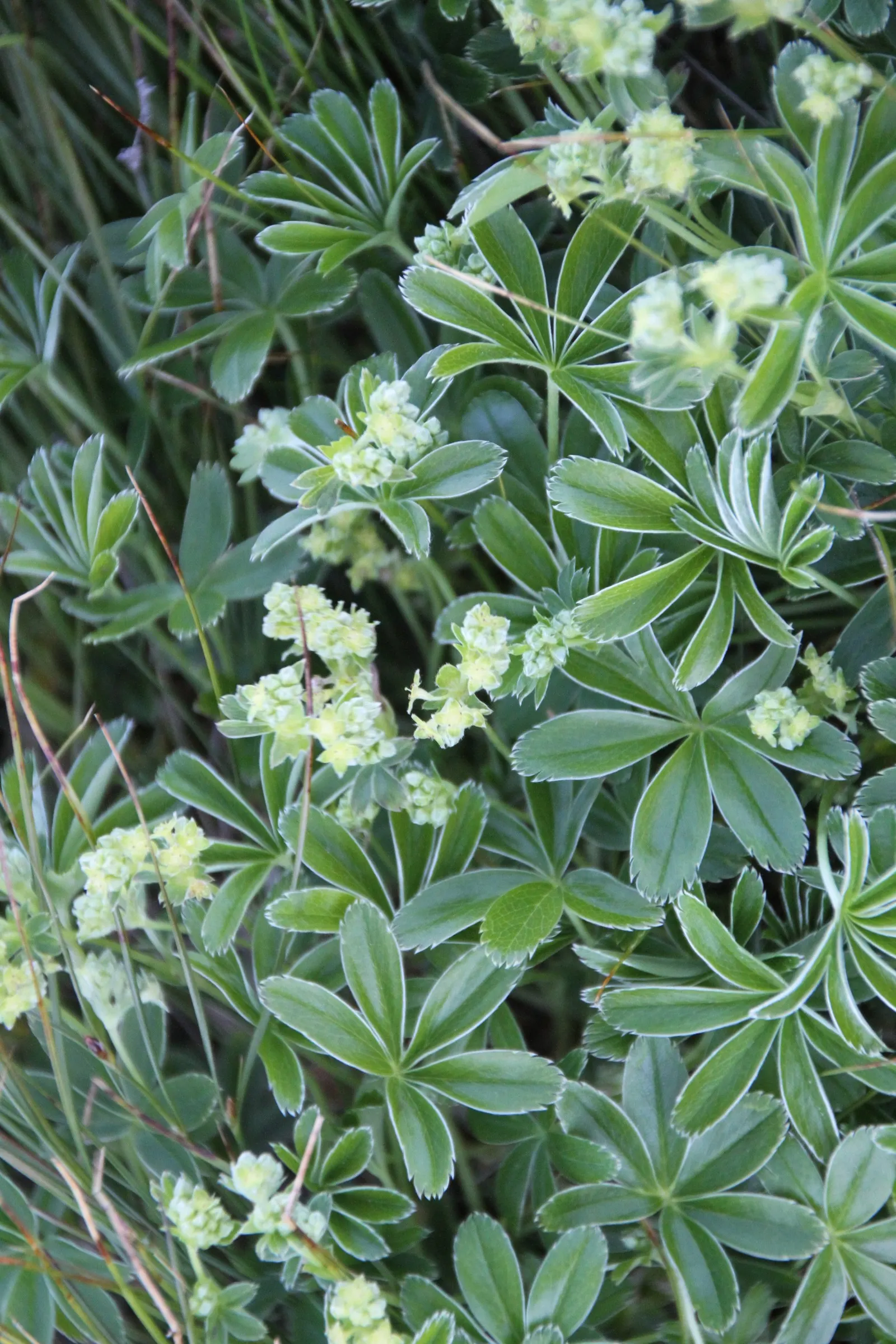 Alpine Lady'S-Mantle (Alchemilla Alpinia) — creating enchanting sparkles in the sunlight that resemble tiny jewels; this plant typically reaches a modest