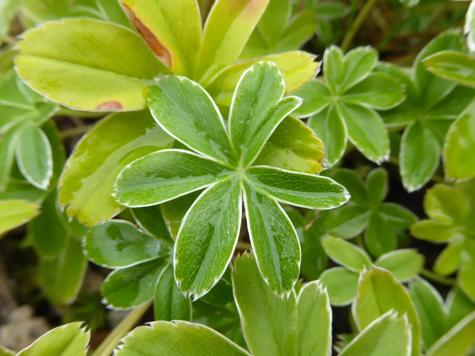Alpine Lady'S-Mantle (Alchemilla Alpinia) — Alpine Lady's-Mantle (Alchemilla alpina) is a compact perennial