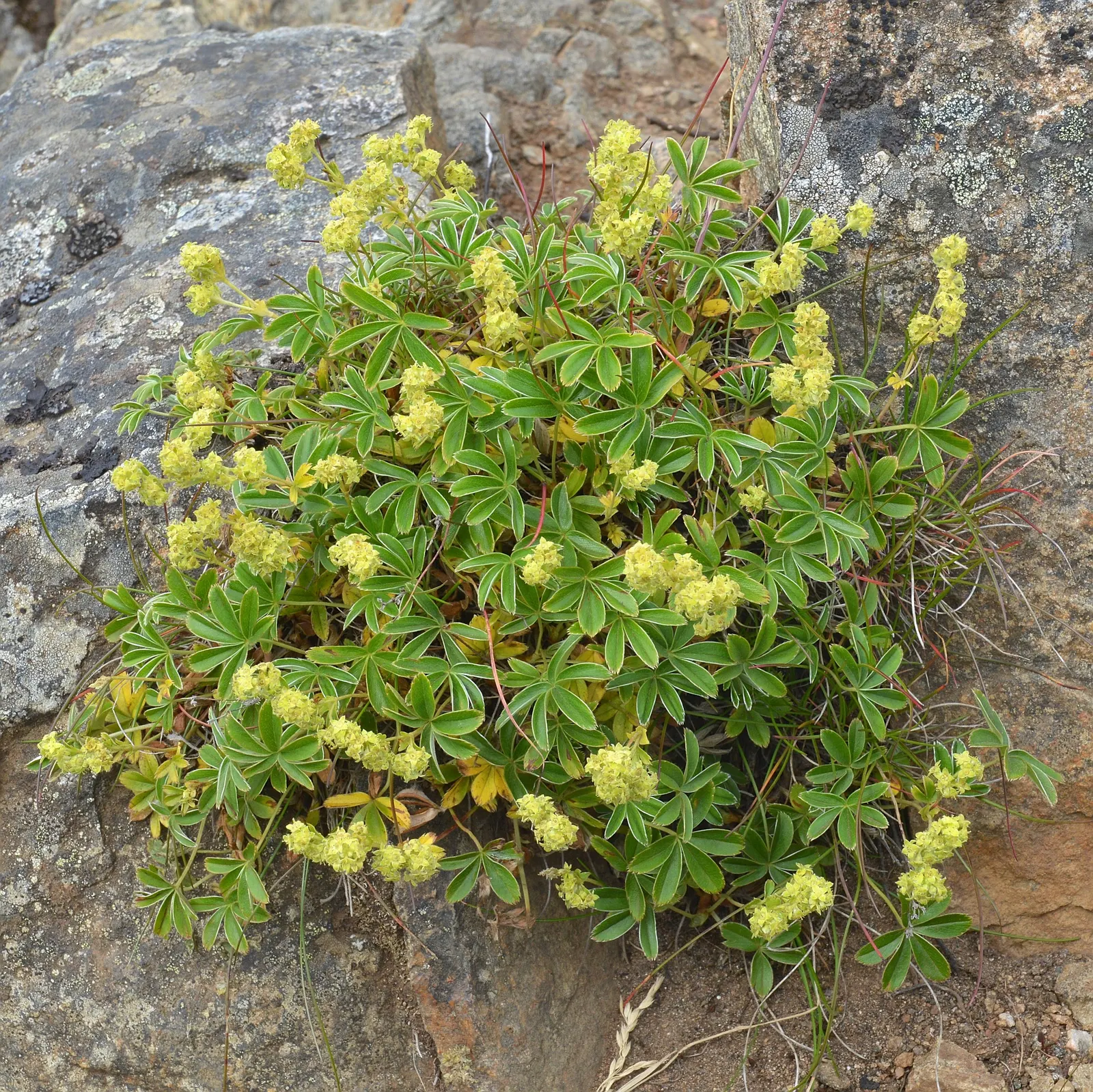 Alpine Lady'S-Mantle (Alchemilla Alpinia) — especially well-suited to rock gardens or as an understory plant in shaded areas