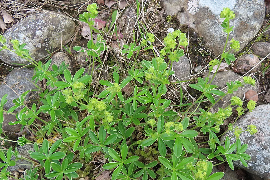 Alpine Lady'S-Mantle (Alchemilla Alpinia) — palmately-lobed leaves which are a soft green with a striking silver underside; although it is somewhat