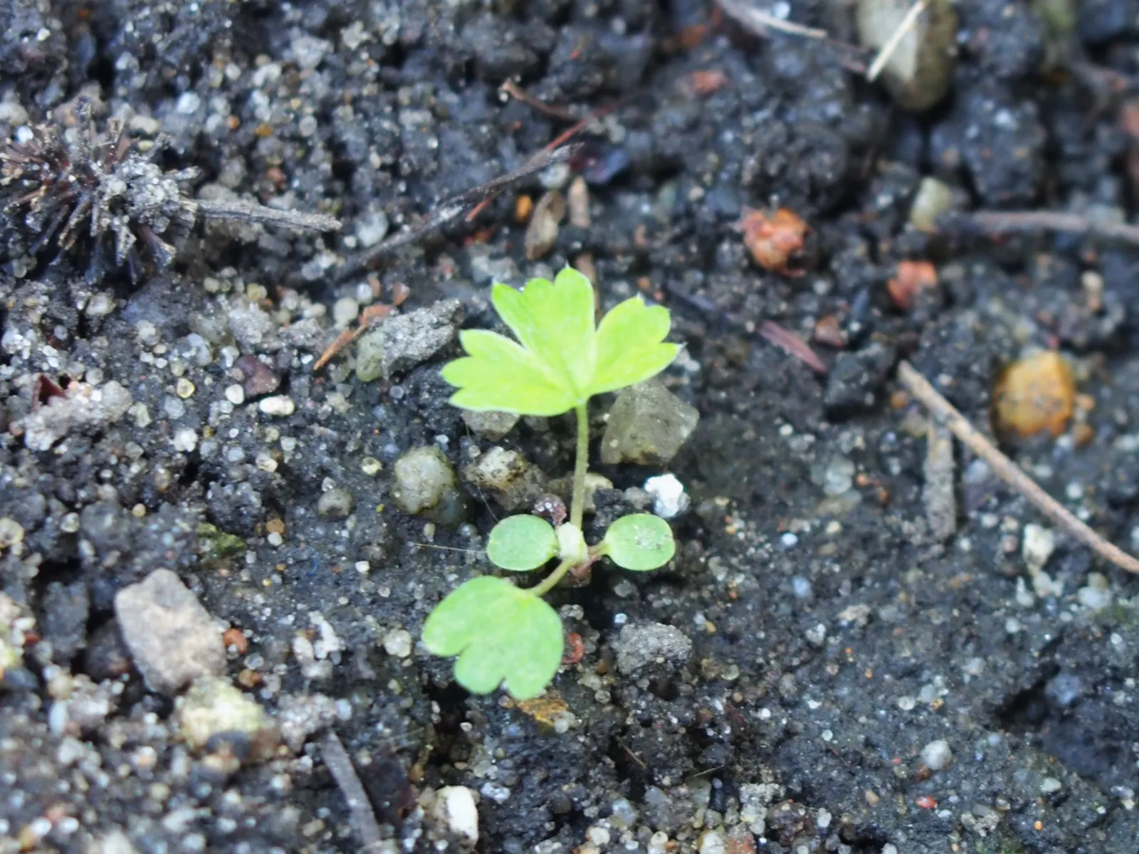 Alpine Lady'S-Mantle (Alchemilla Alpinia) — Requires well-drained soil and full to partial sun; alchemilla alpina catches dew and raindrops on its, image 49