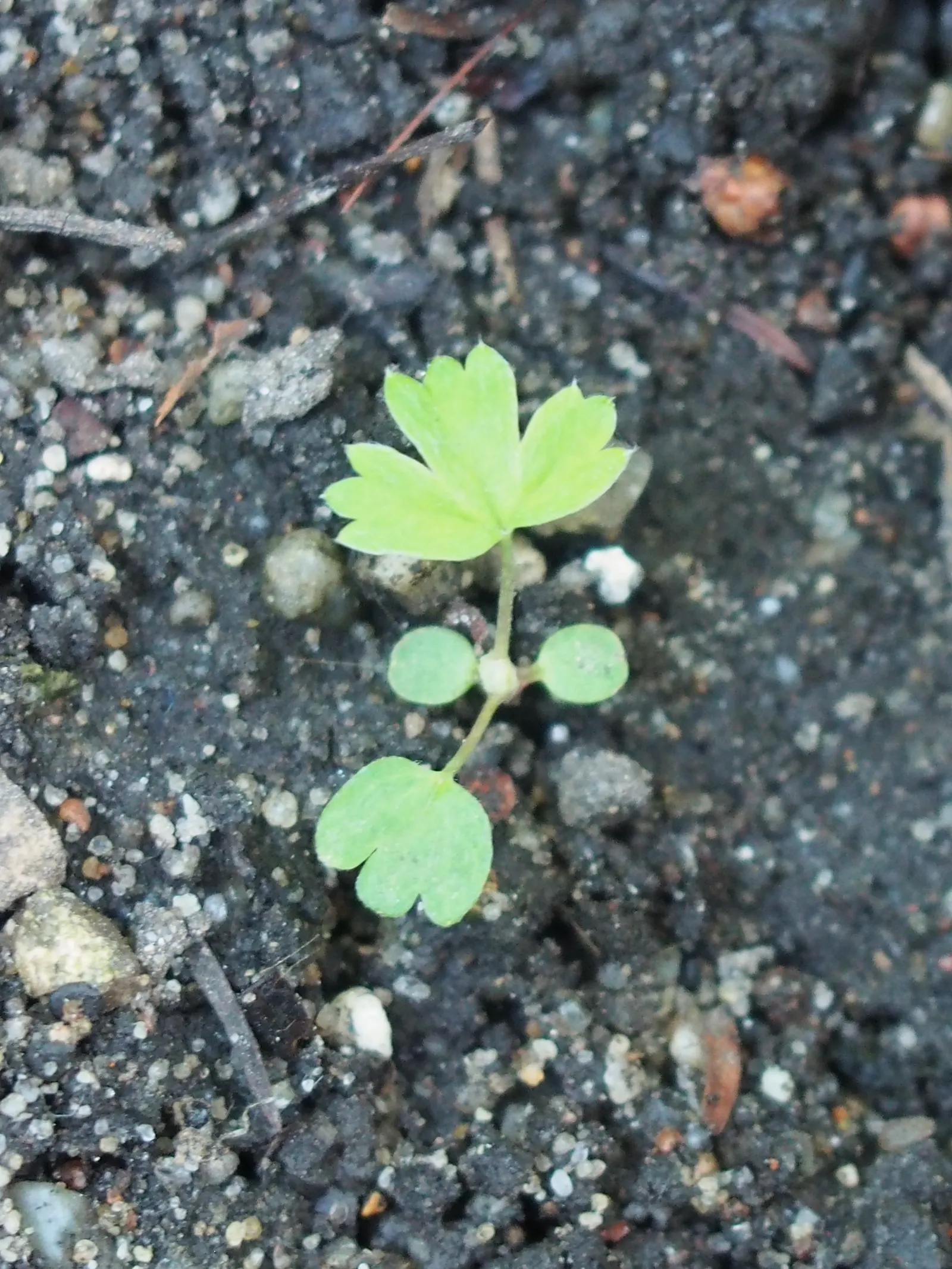 Alpine Lady'S-Mantle (Alchemilla Alpinia) — It features softly lobed, gray-green leaves with silvery undersides that create a striking ground, image 47