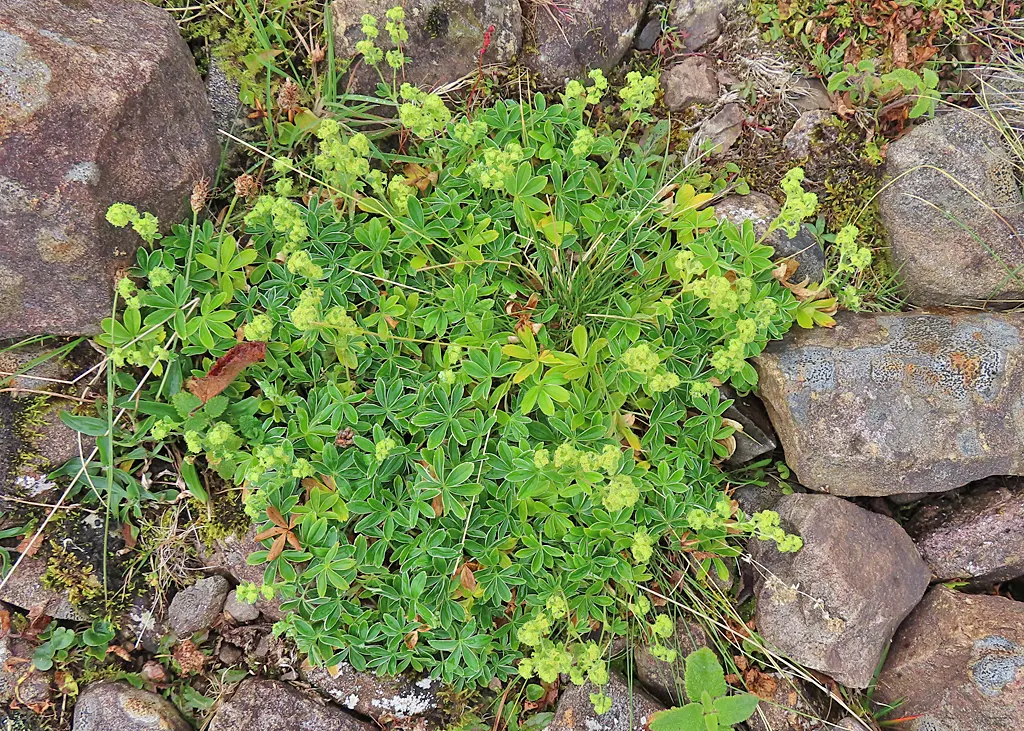 Alpine Lady'S-Mantle (Alchemilla Alpinia) — yellowish-green to cream-colored flowers