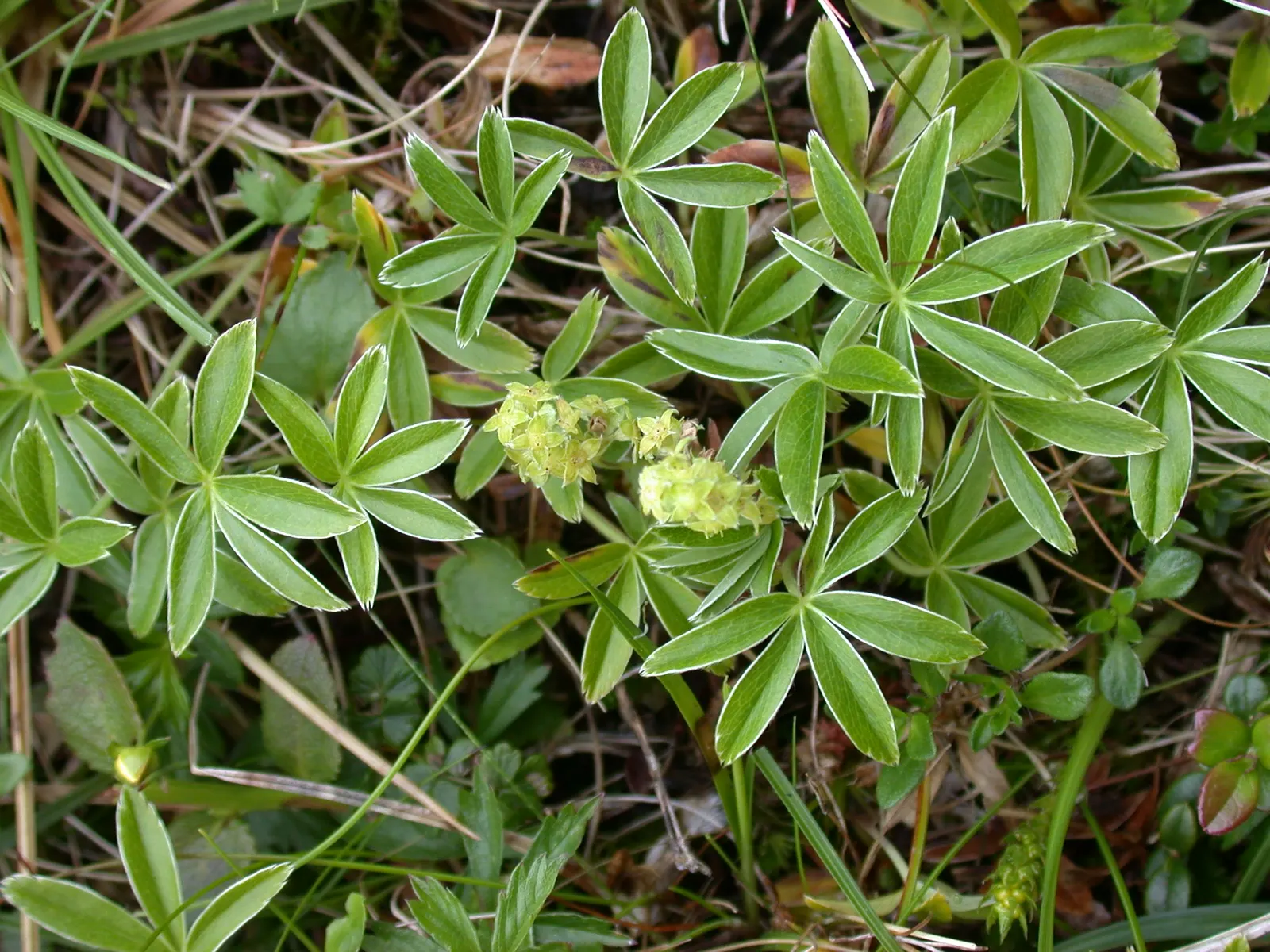Alpine Lady'S-Mantle (Alchemilla Alpinia) — is especially pronounced in the early morning