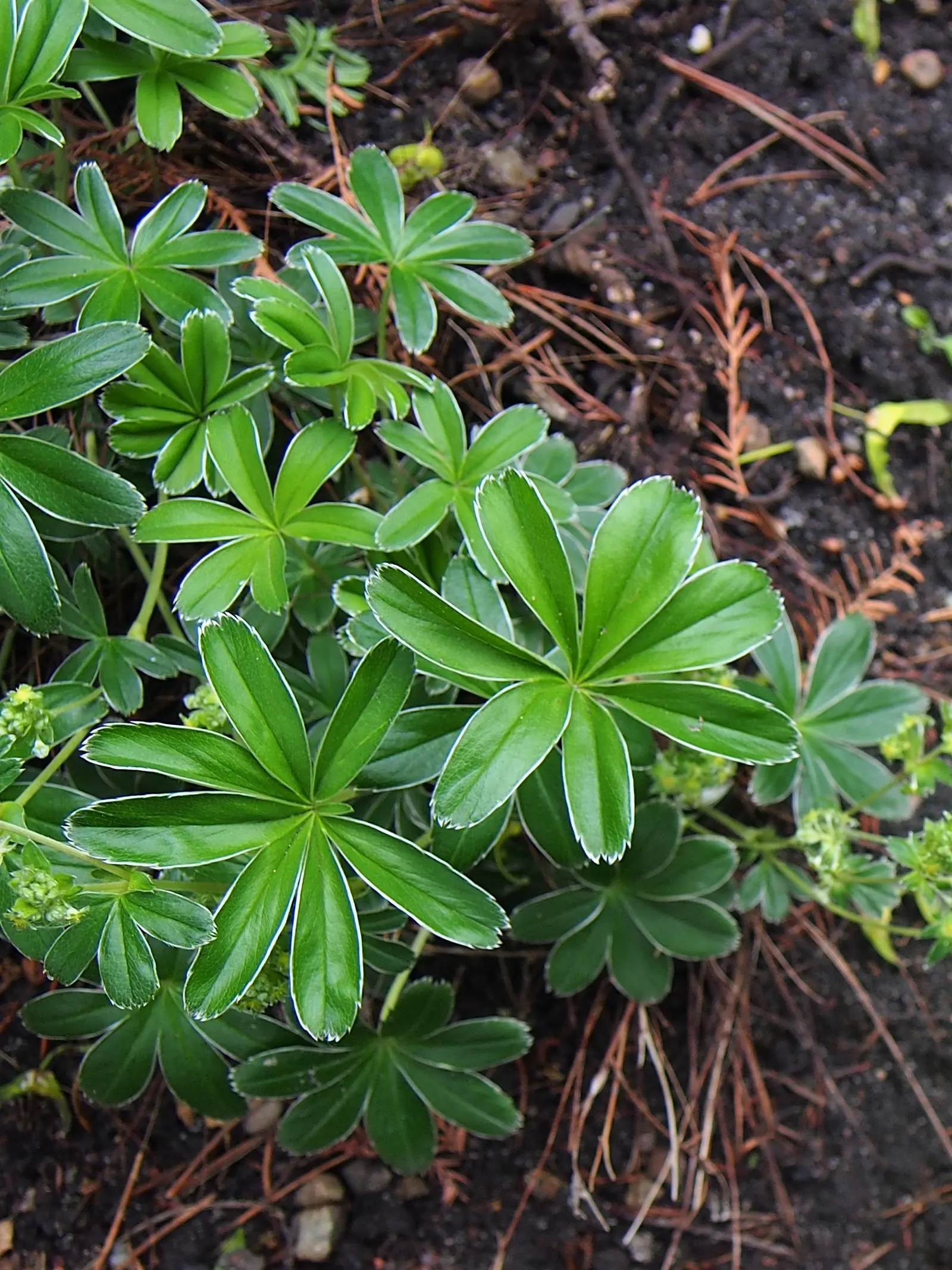 Alpine Lady'S-Mantle (Alchemilla Alpinia) — green flowers in the garden