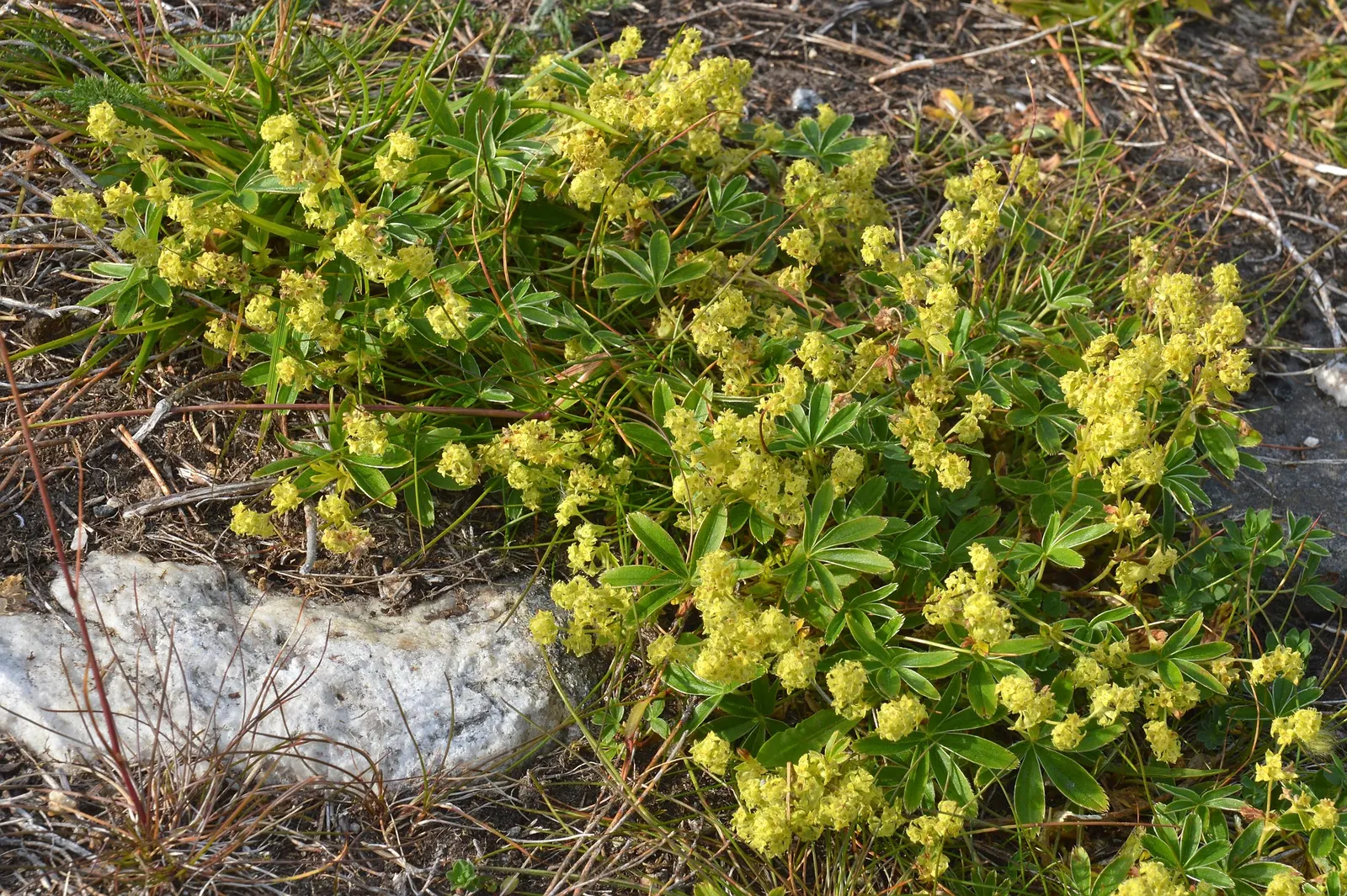 Alpine Lady'S-Mantle (Alchemilla Alpinia) — This plant typically reaches a modest height of 6 to 10 inches and spreads about 12 to 18 inches wide, image 52