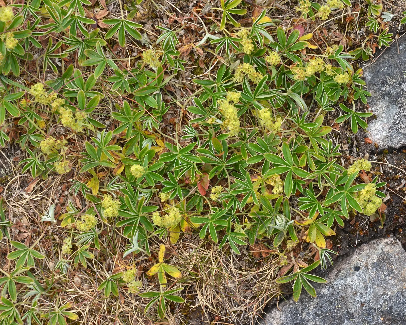 Alpine Lady'S-Mantle (Alchemilla Alpinia) — Hardy in Zones 3-8, it's a low-maintenance choice that attracts pollinators while resisting deer and rabbits