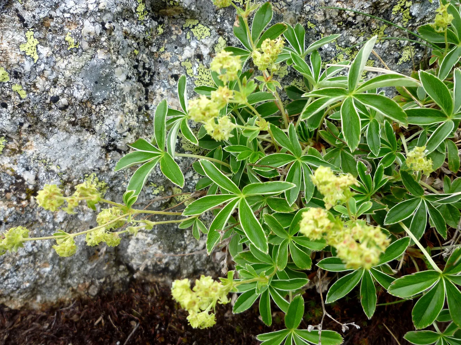 Alpine Lady'S-Mantle (Alchemilla Alpinia) — although it is somewhat drought-tolerant once established; ground cover / perennial with green blooms