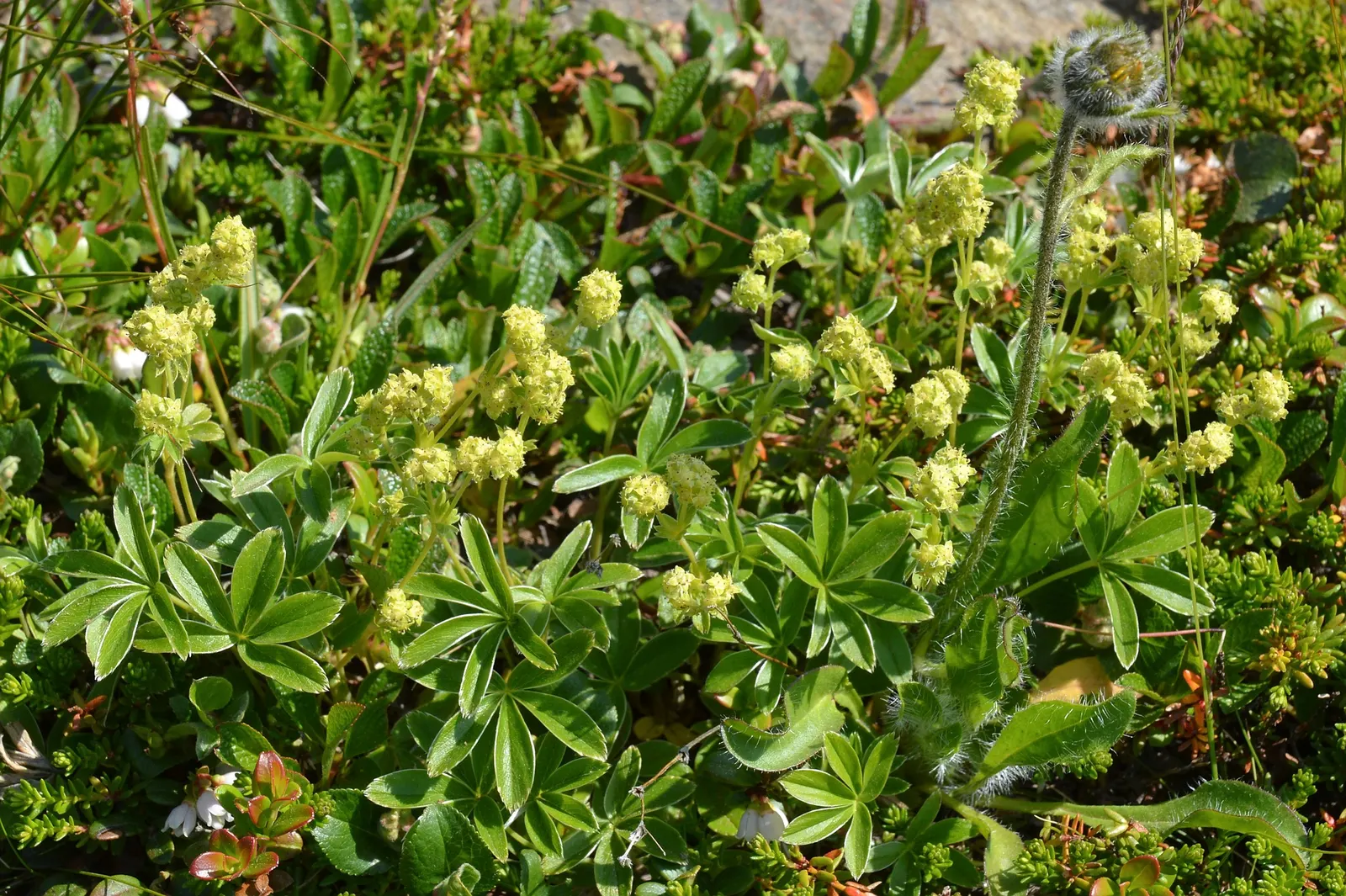 Alpine Lady'S-Mantle (Alchemilla Alpinia) — especially well-suited to rock gardens or as an understory plant in shaded areas; reaching 6-10 inches, image 51