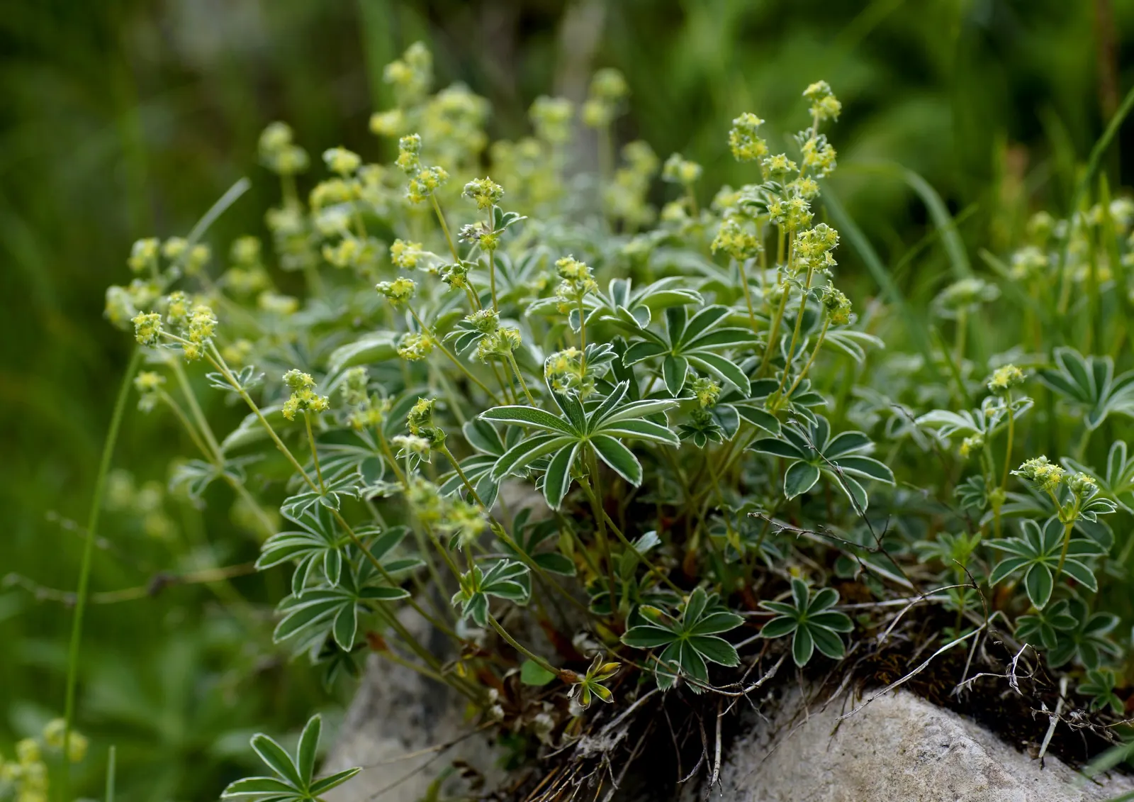 Alpine Lady'S-Mantle (Alchemilla Alpinia) — ground cover / perennial for half or shade