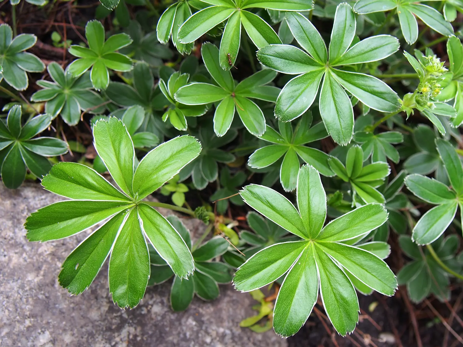 Alpine Lady'S-Mantle (Alchemilla Alpinia) — reaching 6-10 inches in height; creating enchanting sparkles in the sunlight that resemble tiny jewels