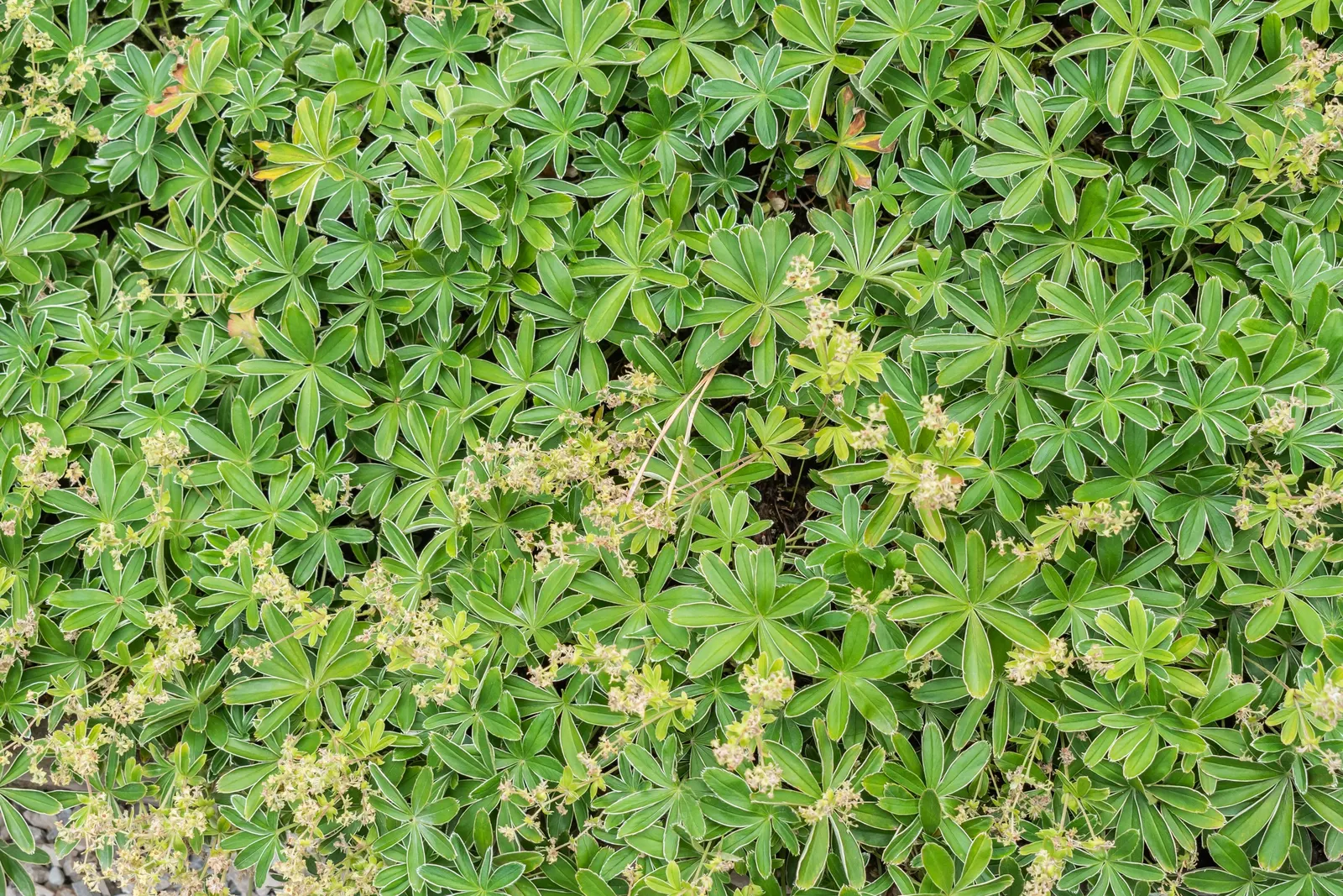 Alpine Lady'S-Mantle (Alchemilla Alpinia) — the plant produces clusters of tiny