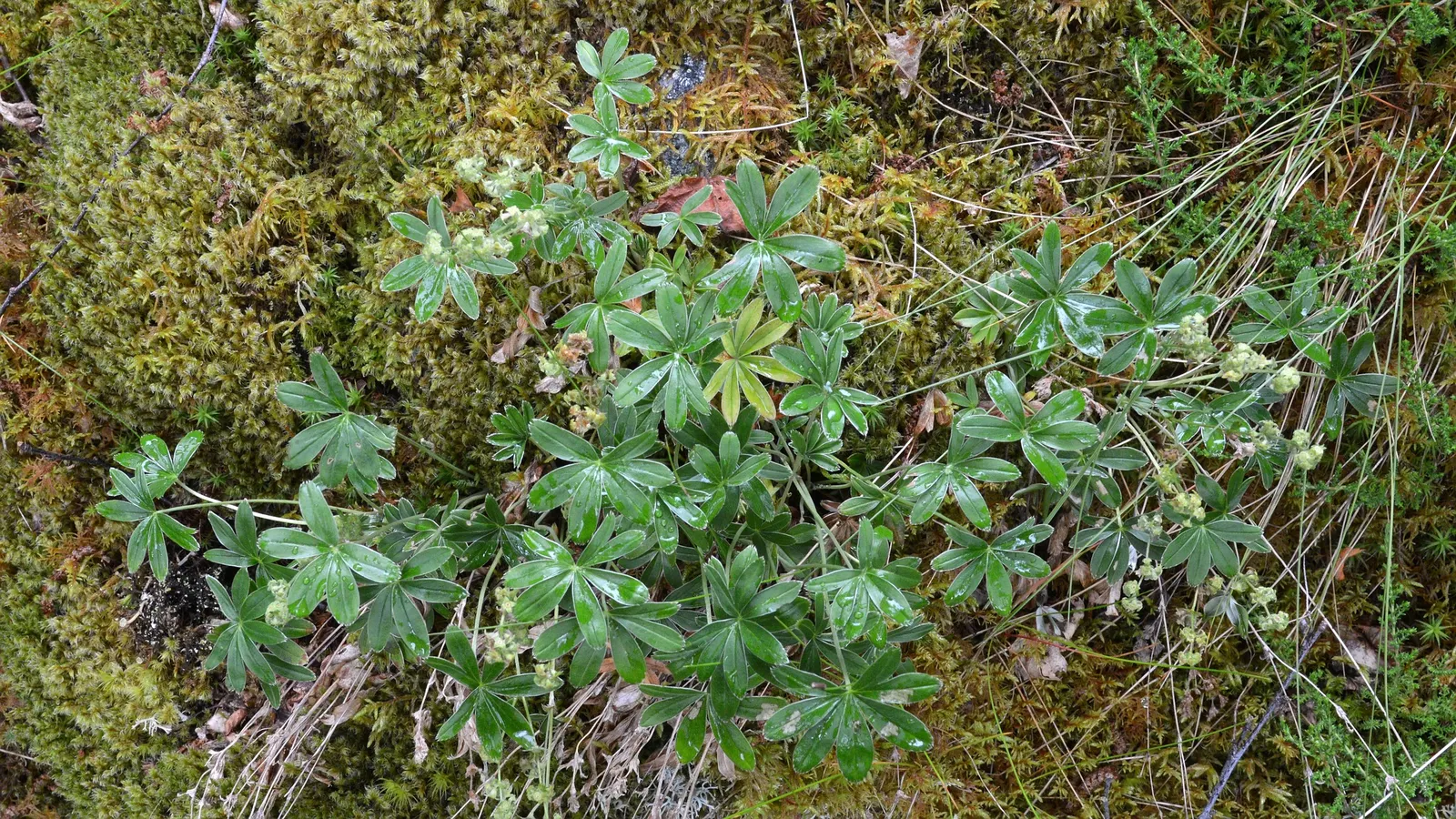 Alpine Lady'S-Mantle (Alchemilla Alpinia) — yellowish-green to cream-colored flowers; the plant produces clusters of tiny