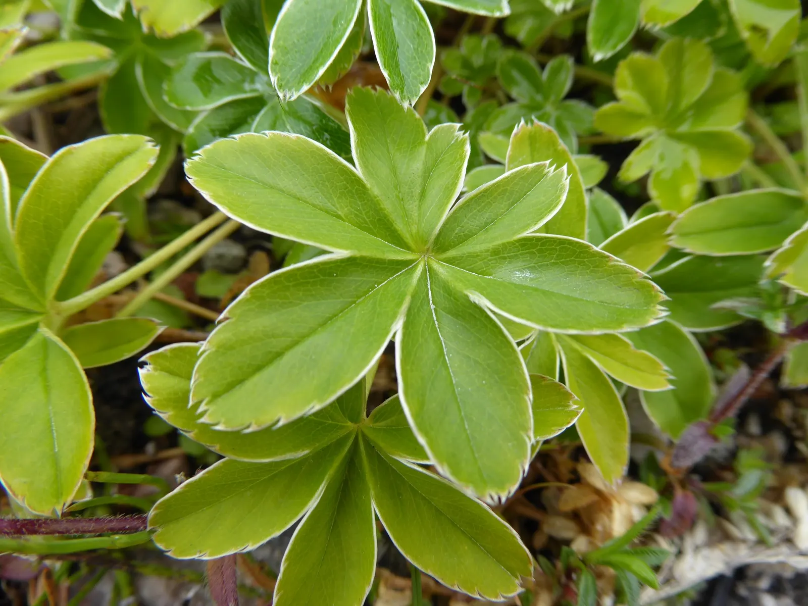 Alpine Lady'S-Mantle (Alchemilla Alpinia) — ensuring its beauty remains unspoiled by local wildlife