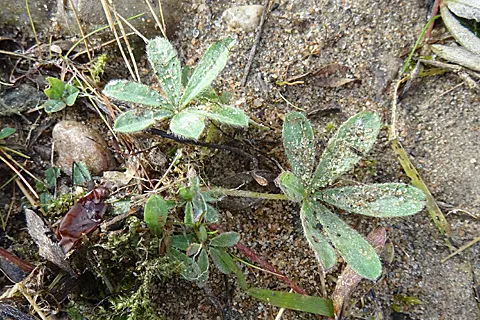 Alpine Lady'S-Mantle (Alchemilla Alpinia) — is especially pronounced in the early morning; yellowish-green to cream-colored flowers