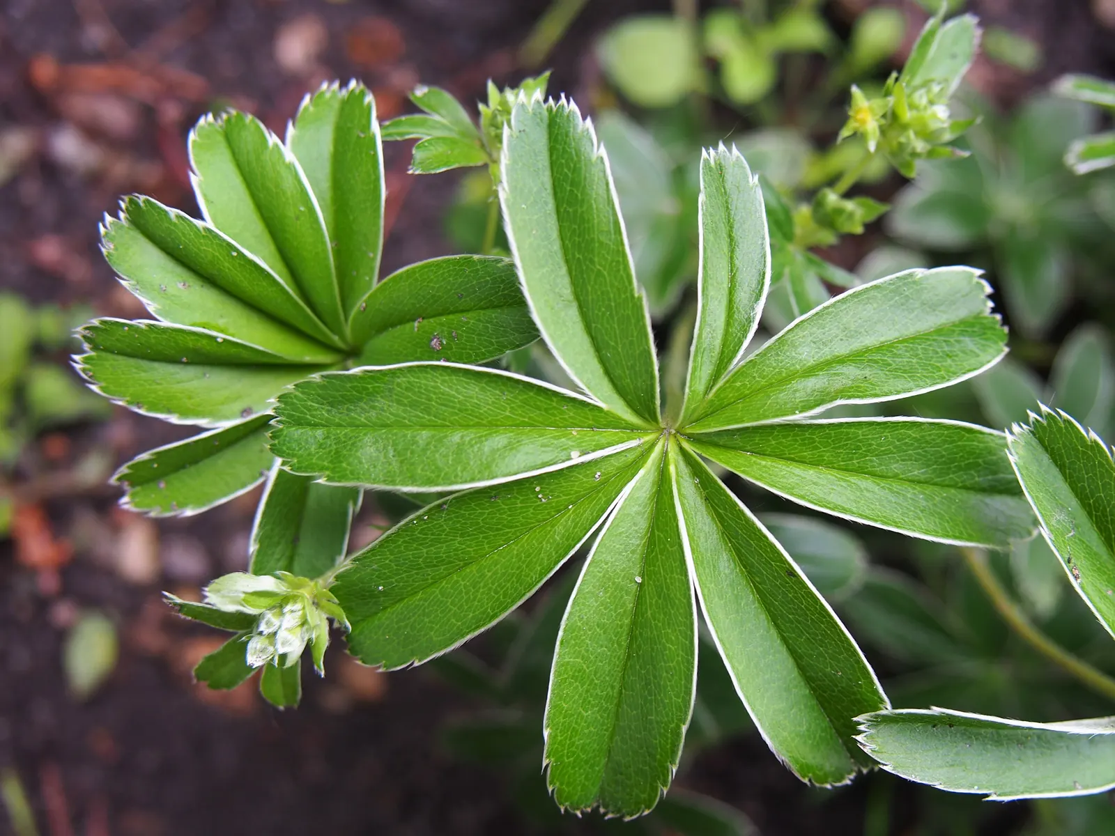 Alpine Lady'S-Mantle (Alchemilla Alpinia) — Alchemilla alpina catches dew and raindrops on its foliage; alpine Lady's-Mantle (Alchemilla alpina) is a compact