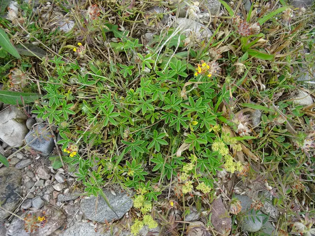 Alpine Lady'S-Mantle (Alchemilla Alpinia) — In summer, dainty clusters of star-shaped, yellow-green flowers rise above the foliage; it features softly lobed