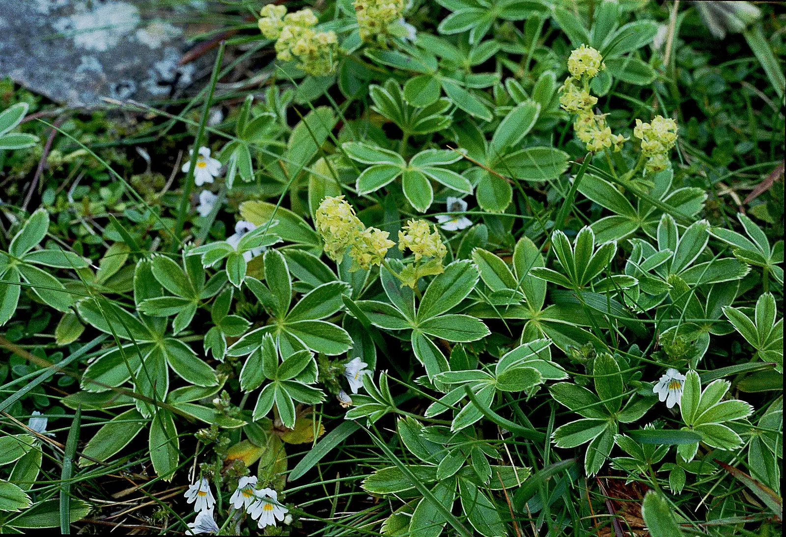 Alpine Lady'S-Mantle (Alchemilla Alpinia) — In summer, dainty clusters of star-shaped, yellow-green flowers rise above the foliage