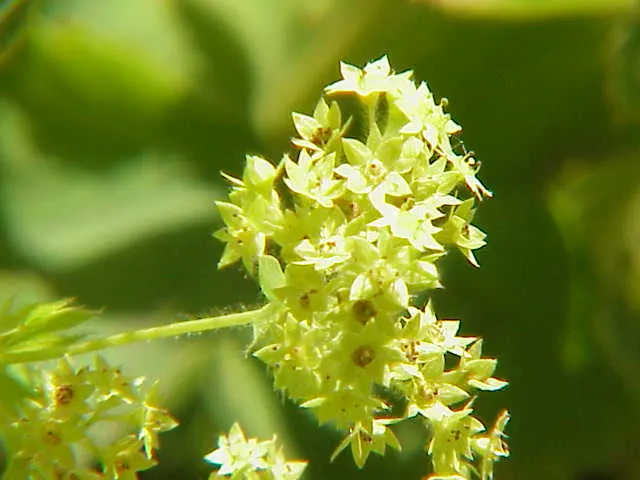 Alpine Lady'S-Mantle (Alchemilla Alpinia) — It features softly lobed, gray-green leaves with silvery undersides that create a striking ground cover; this plant