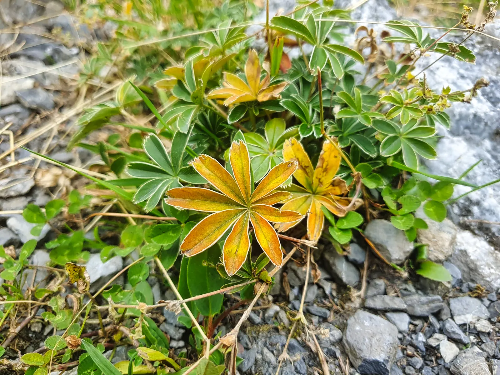 Alpine Lady'S-Mantle (Alchemilla Alpinia) — making them a delightful sight for morning strollers in the garden.<br><br>During the summer season; ground cover /