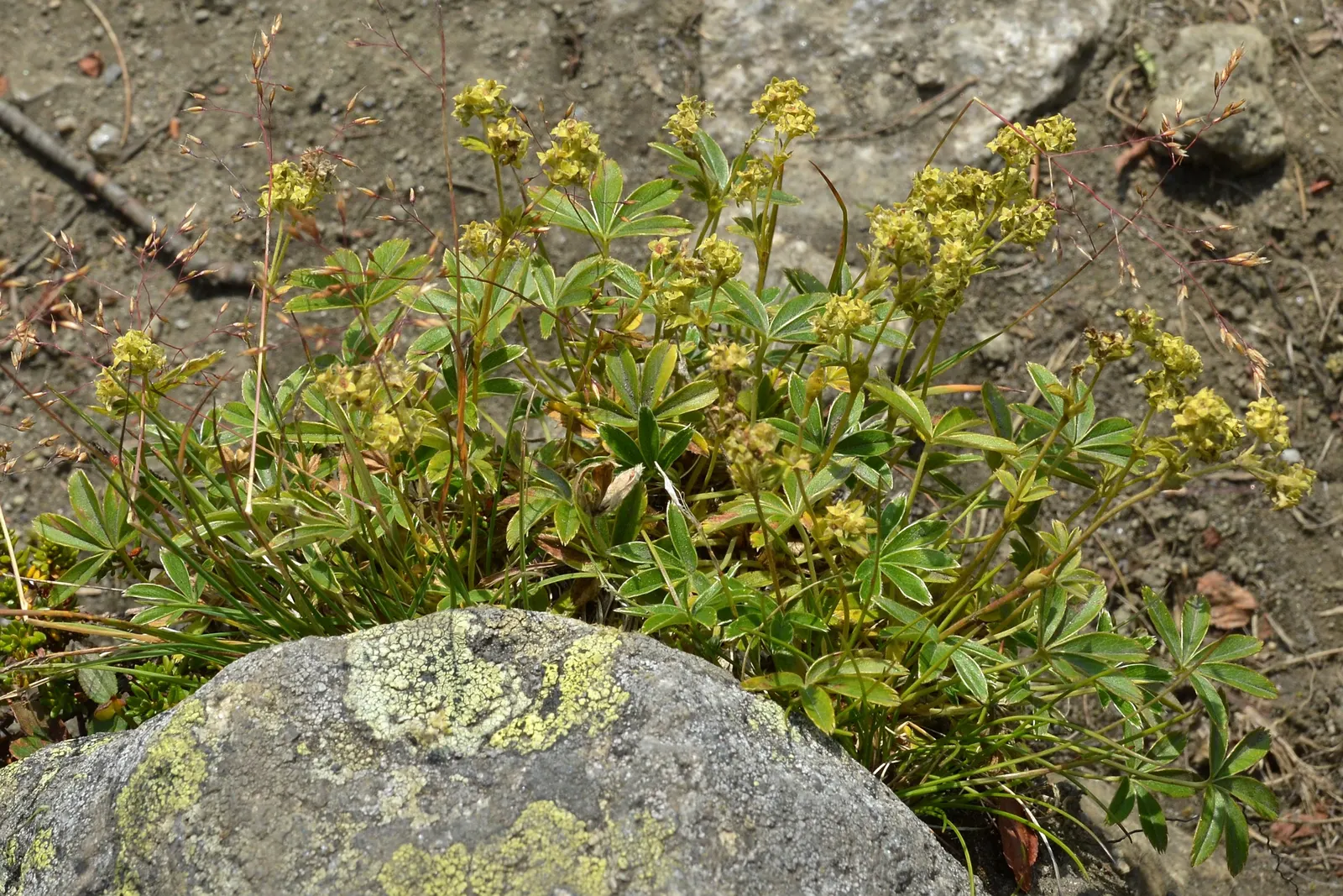 Alpine Lady'S-Mantle (Alchemilla Alpinia) — green flowers in the garden; requires well-drained soil and full to partial sun