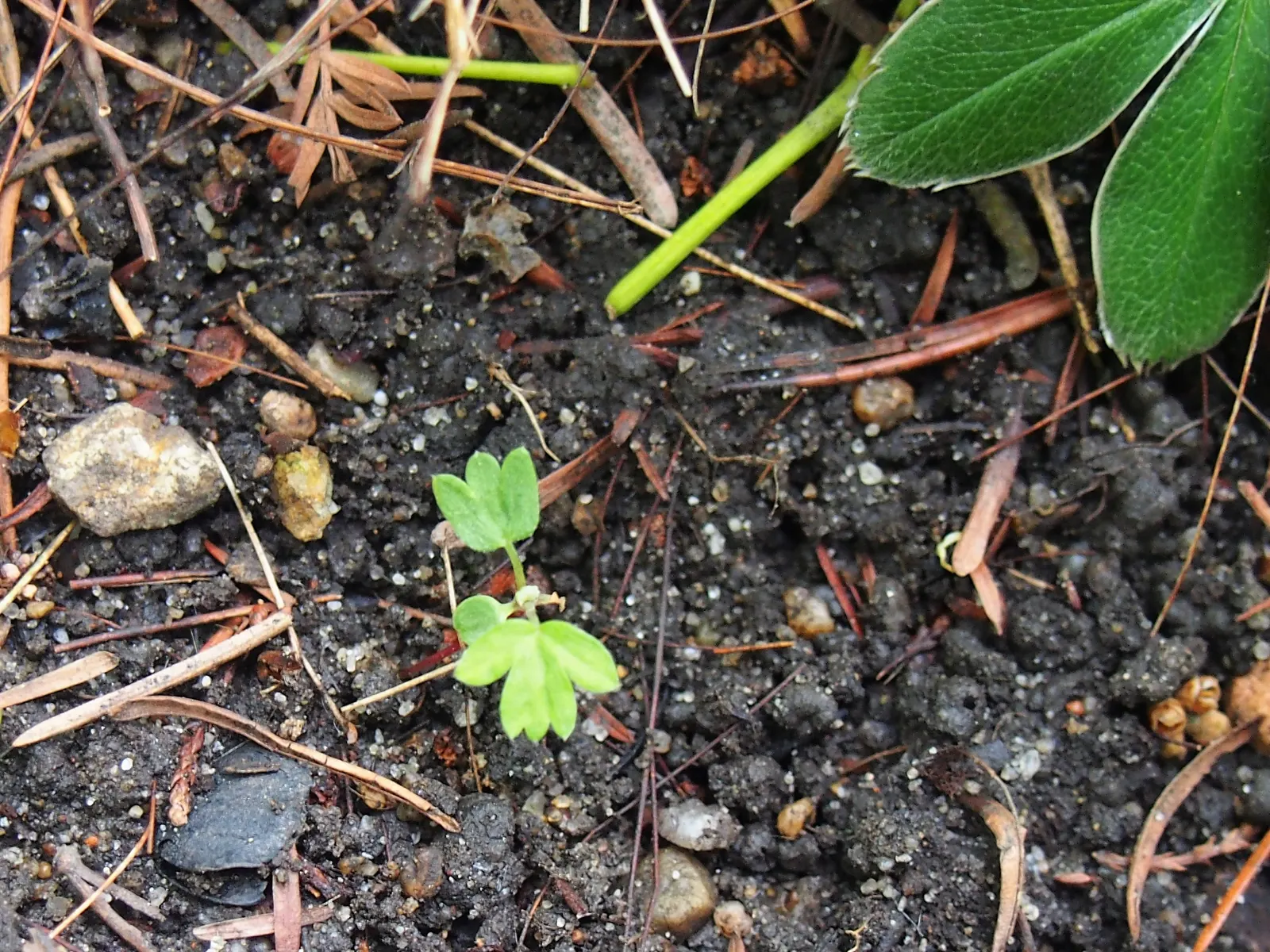 Alpine Lady'S-Mantle (Alchemilla Alpinia) — Requires well-drained soil and full to partial sun; alchemilla alpina catches dew and raindrops on its foliage