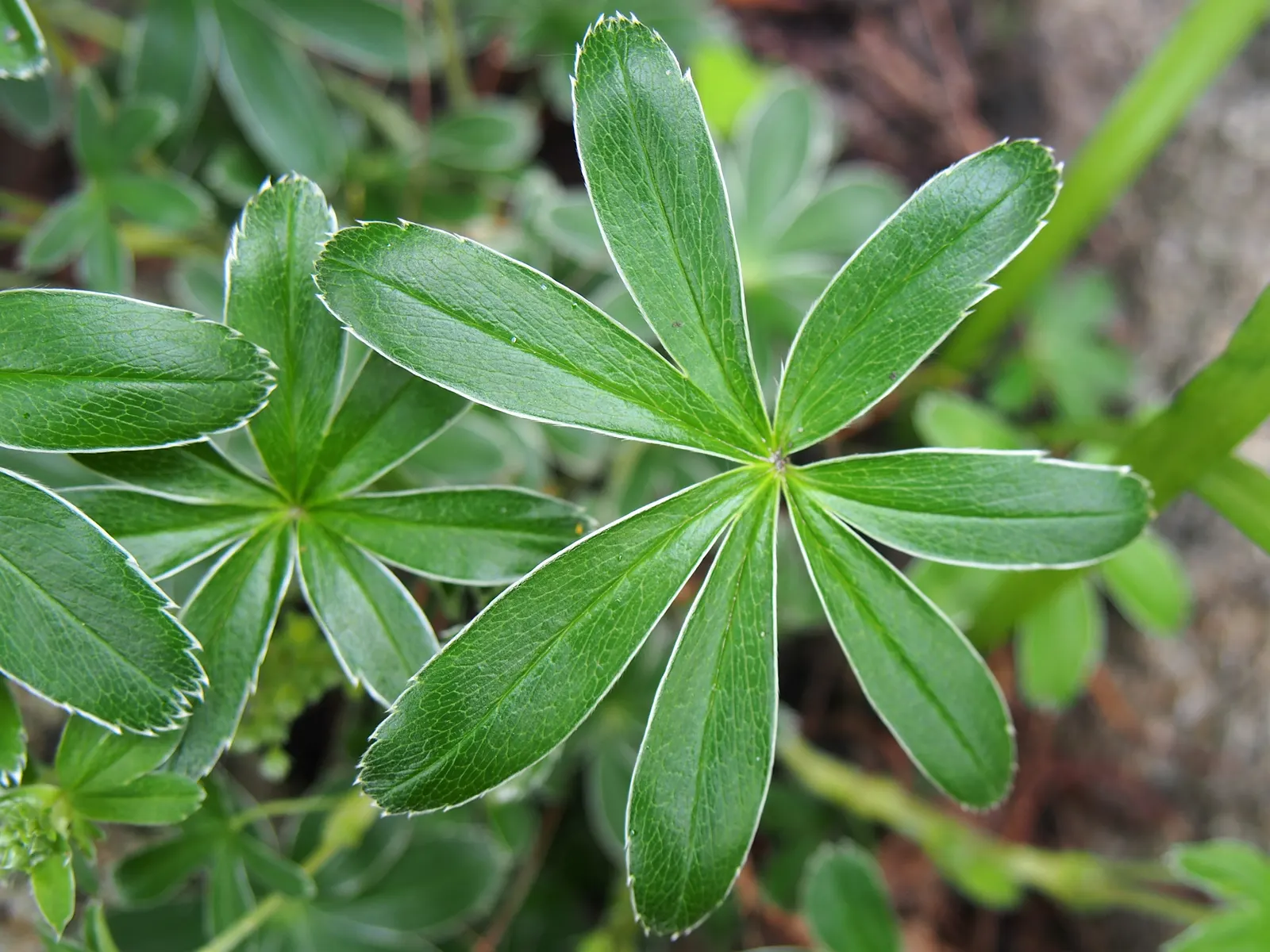 Alpine Lady'S-Mantle (Alchemilla Alpinia) — the plant produces clusters of tiny; especially well-suited to rock gardens or as an understory plant in shaded