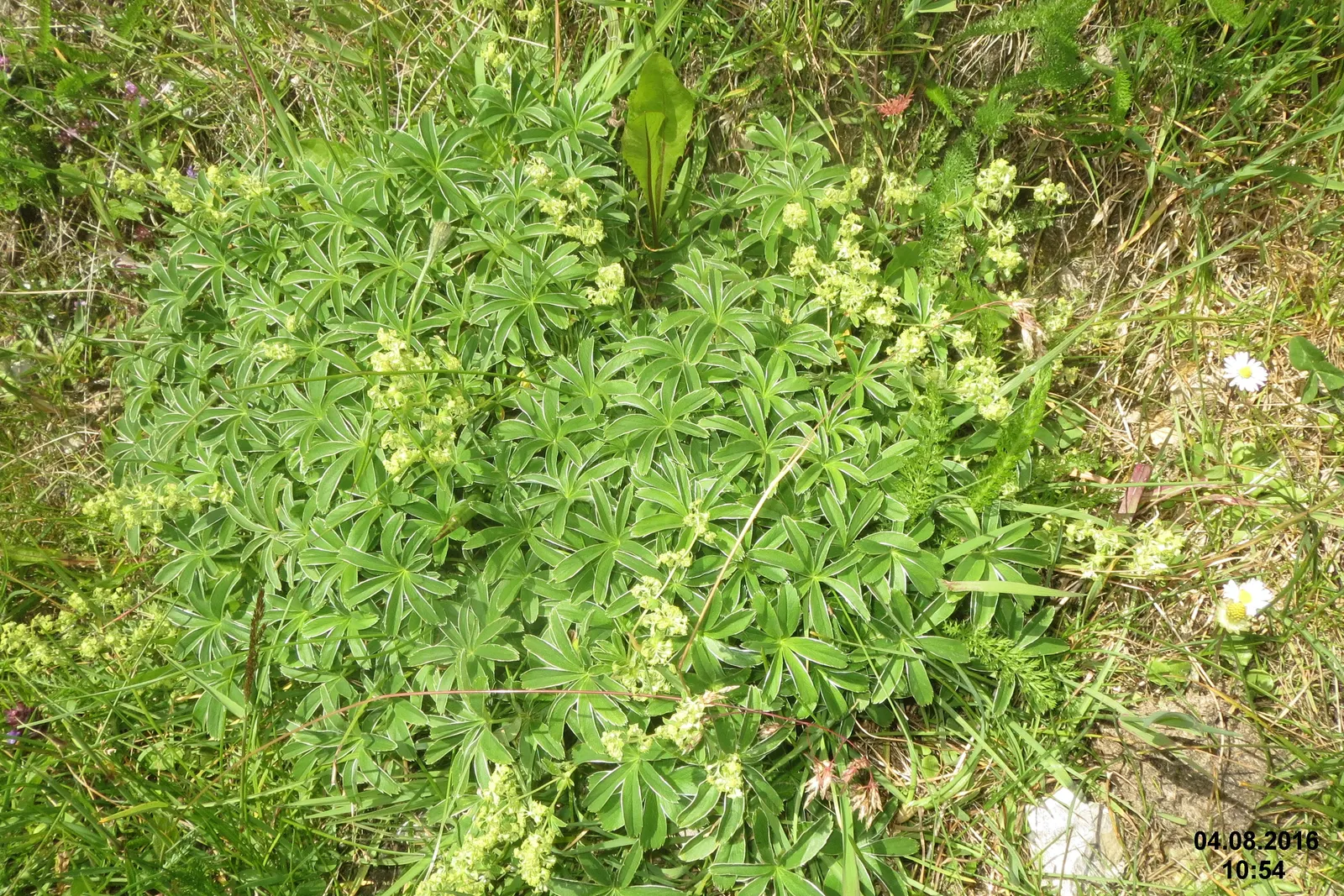 Alpine Lady'S-Mantle (Alchemilla Alpinia) — Hardy in Zones 3-8, it's a low-maintenance choice that attracts pollinators while resisting deer and, image 50
