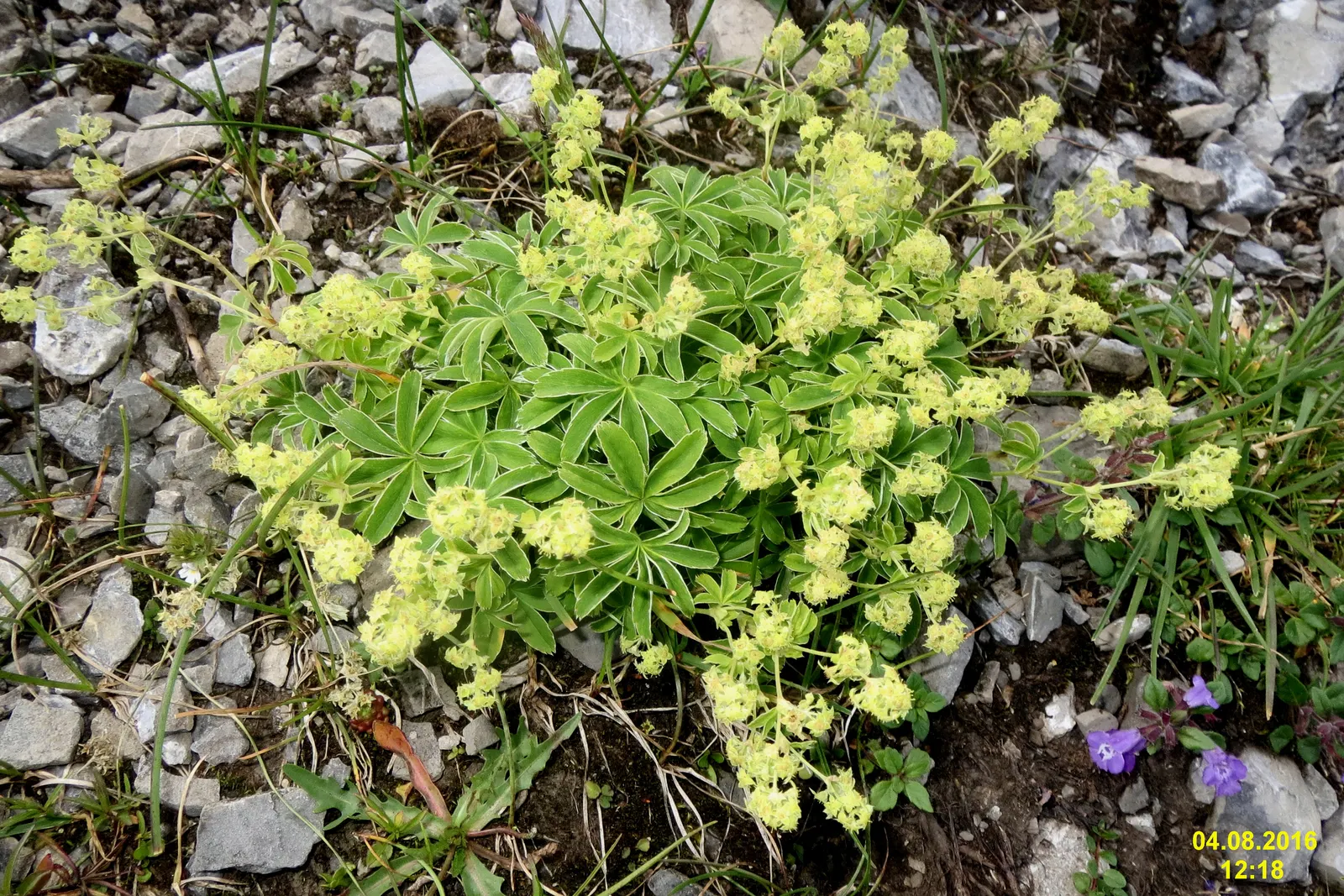 Alpine Lady'S-Mantle (Alchemilla Alpinia) — Alpine Lady's-Mantle (Alchemilla alpina) is a compact perennial; in summer, dainty clusters of, image 45