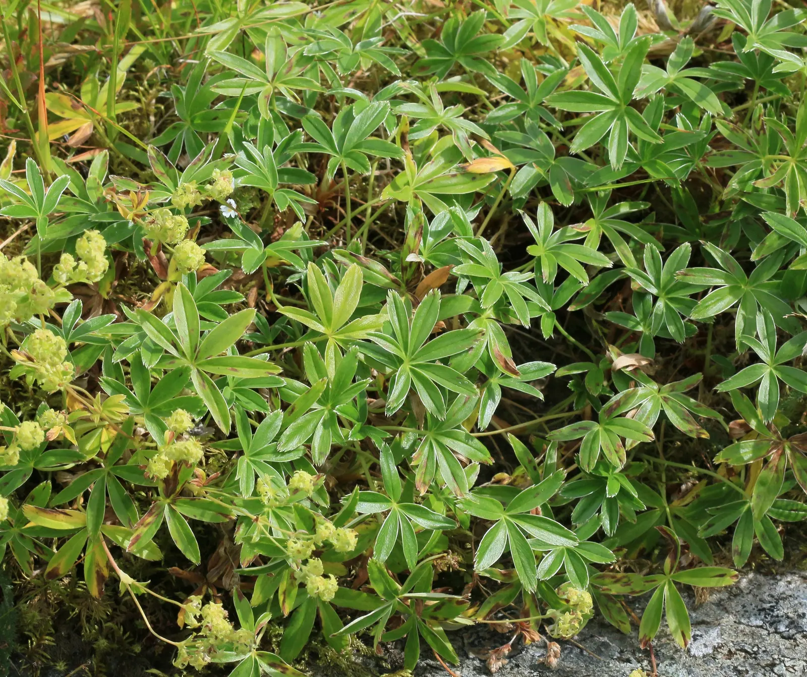 Alpine Lady'S-Mantle (Alchemilla Alpinia) — It grows best in full sun to partial shade, making it a versatile choice for various landscape designs; hardy in