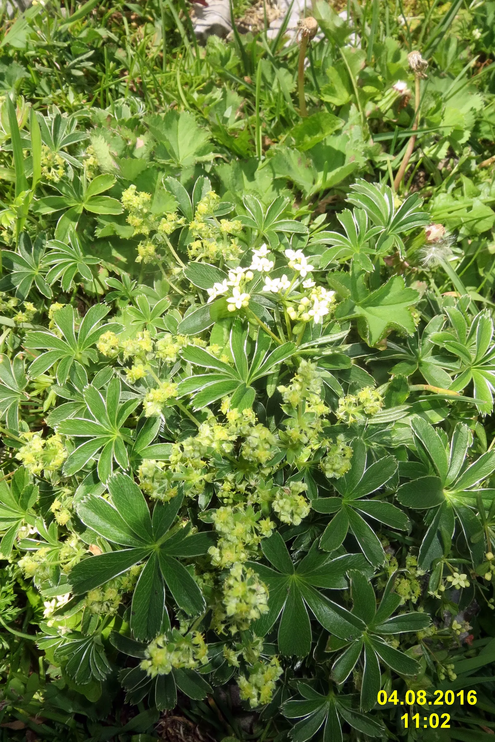 Alpine Lady'S-Mantle (Alchemilla Alpinia) — Requires well-drained soil and full to partial sun
