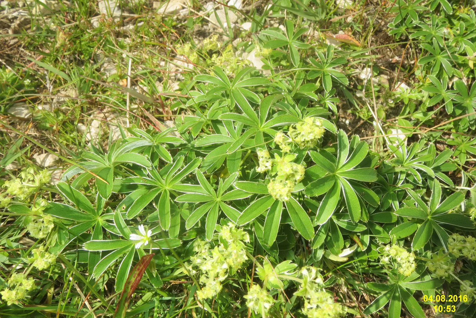 Alpine Lady'S-Mantle (Alchemilla Alpinia) — This plant typically reaches a modest height of 6 to 10 inches and spreads about 12 to 18 inches wide