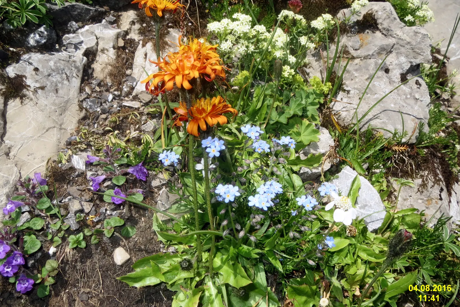 Alpine Lady'S-Mantle (Alchemilla Alpinia) — Alpine Lady's-Mantle (Alchemilla alpina) is a compact perennial; in summer, dainty clusters of star-shaped