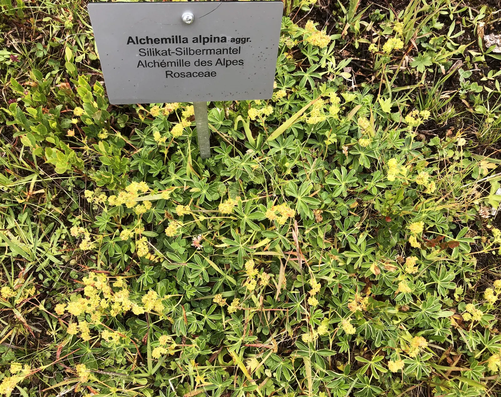 Alpine Lady'S-Mantle (Alchemilla Alpinia) — reaching 6-10 inches in height