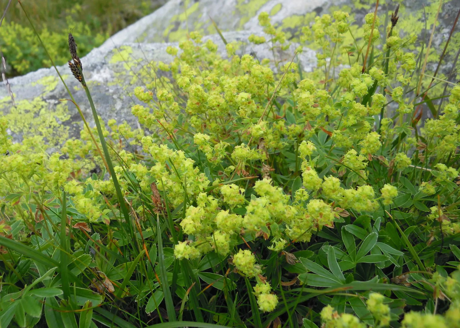 Alpine Lady'S-Mantle (Alchemilla Alpinia) — ground cover / perennial with green blooms; is especially pronounced in the early morning